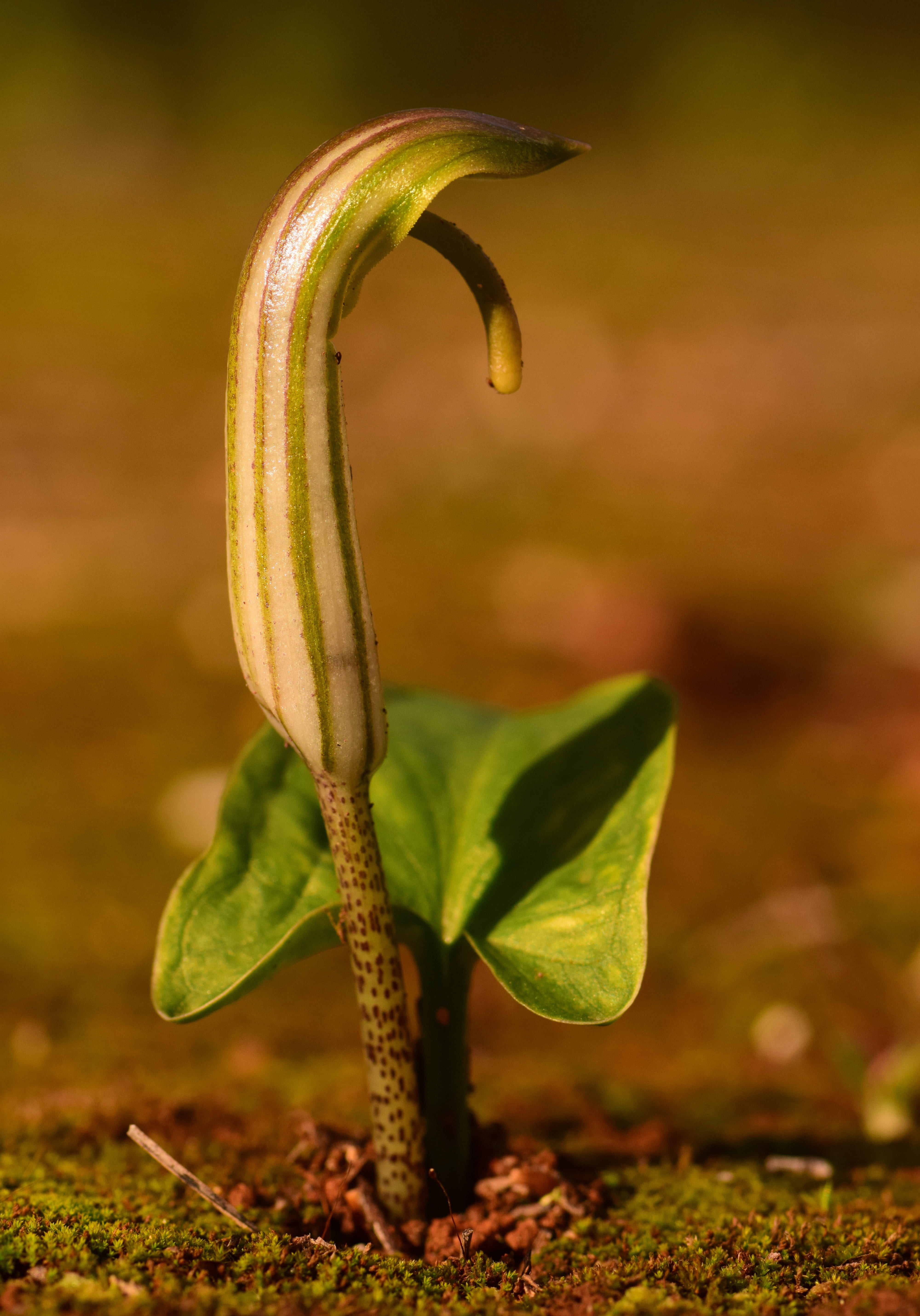 5K, food, small, sprout, food and drink, fire piston, close, spring, selective focus, green color, cobra lily, growth, land, plant, close-up, arum, no people, Phone HD Wallpaper