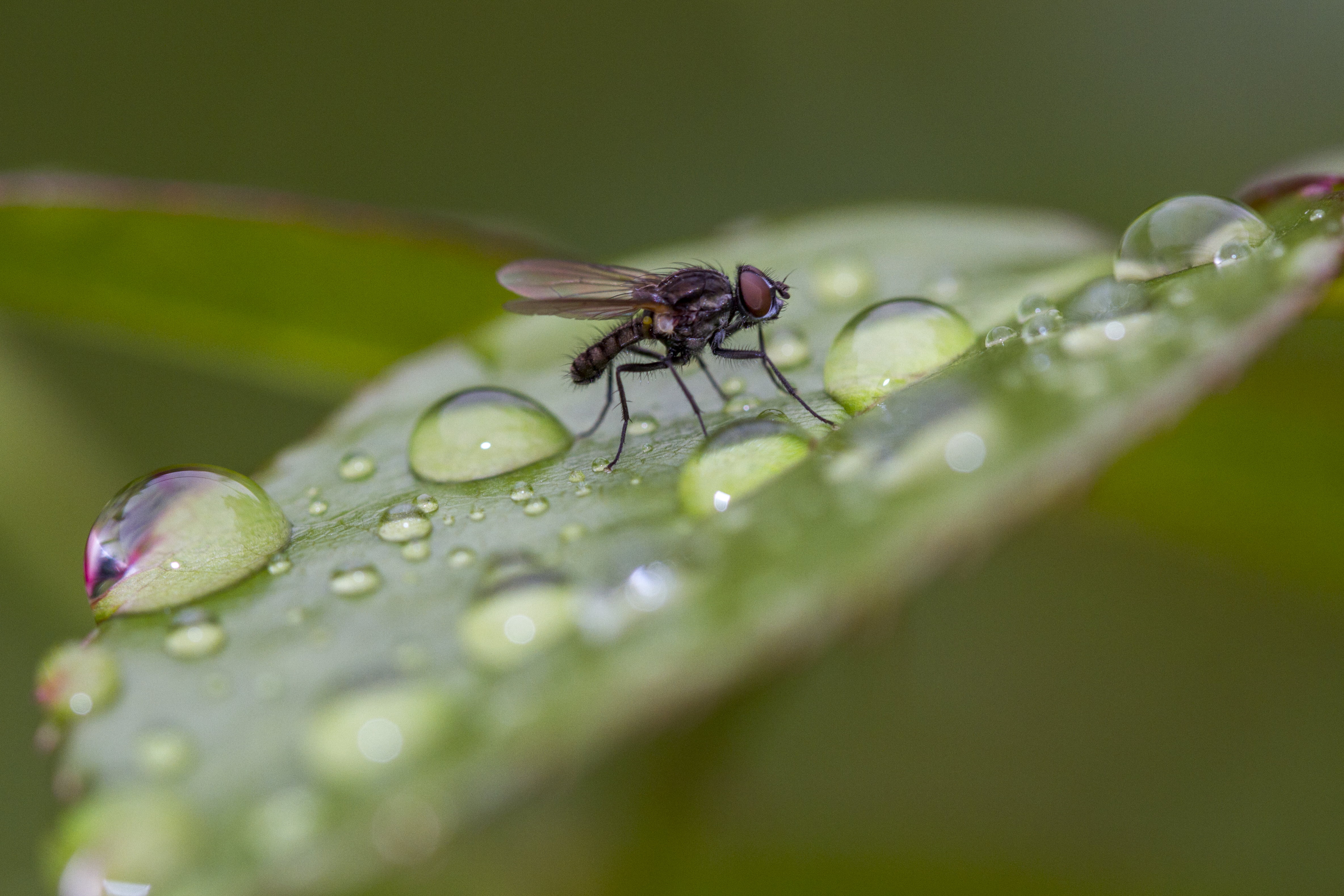 Canon EF, green Color, macro, dews, photography, f/2, macro photography, Manic, rain dance, animal, fly, fly on, Valentine, green leaf, insect, HFDF, nature, HD Wallpaper
