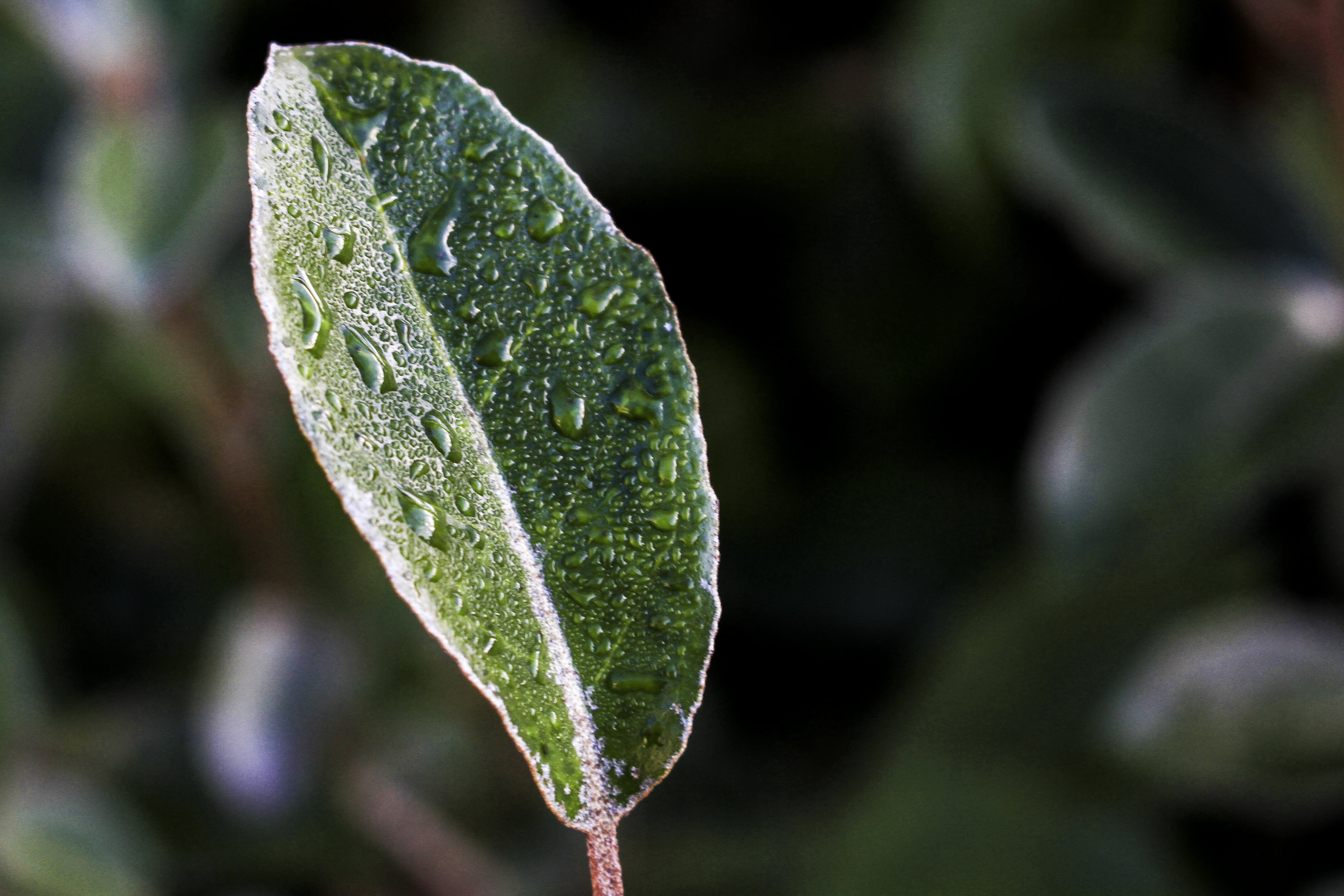 macro, 4K, freshness, shift, Valentine, Manic, plant, drop, Peterborough, nature, dew, tilt shift photography, wet, green Color, leaf, tilt, photography, HD Wallpaper