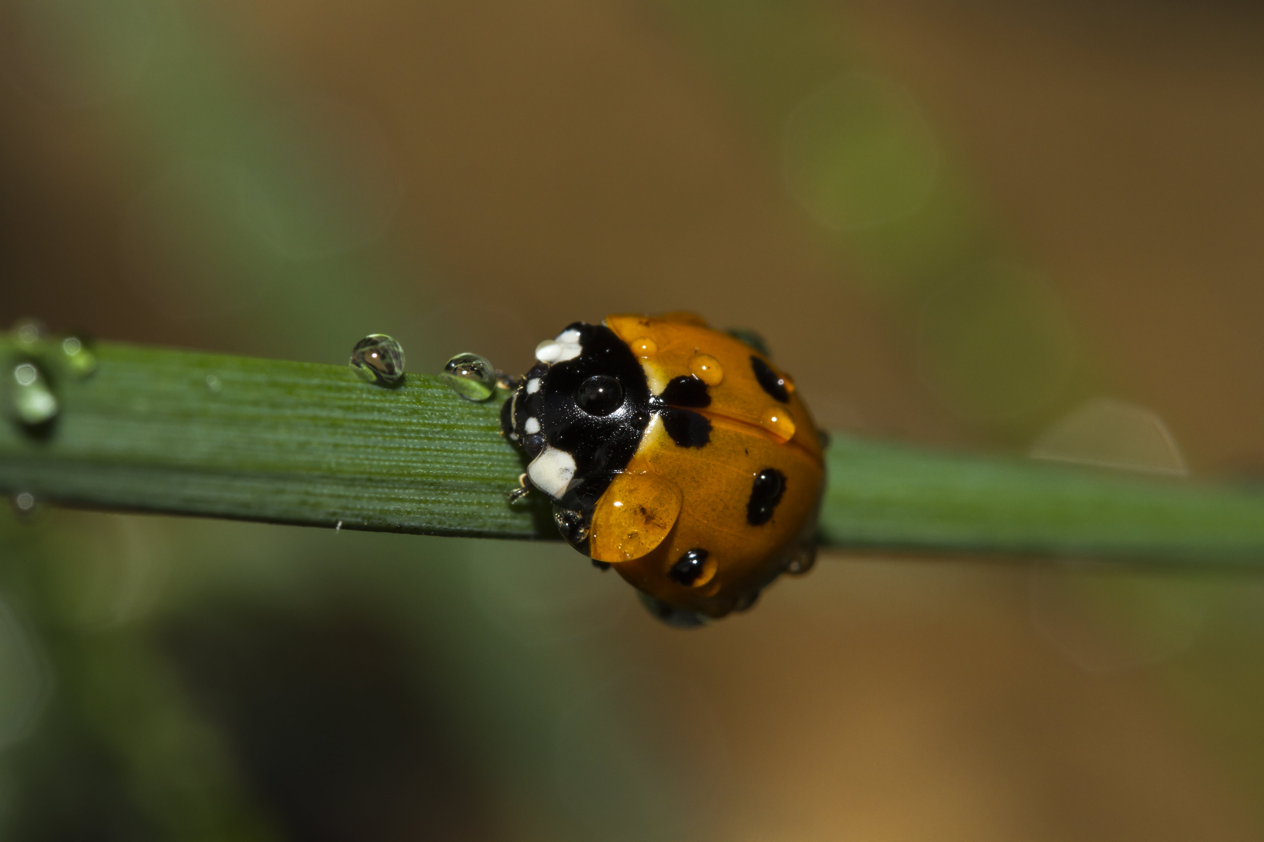 green Color, ladybird, Macro, Valentine, spotted, Canon  7D, UK, beetle, Peterborough, small, leaf, Outdoors, Manic, plant, insect, nature, 5K, close-up, HD Wallpaper