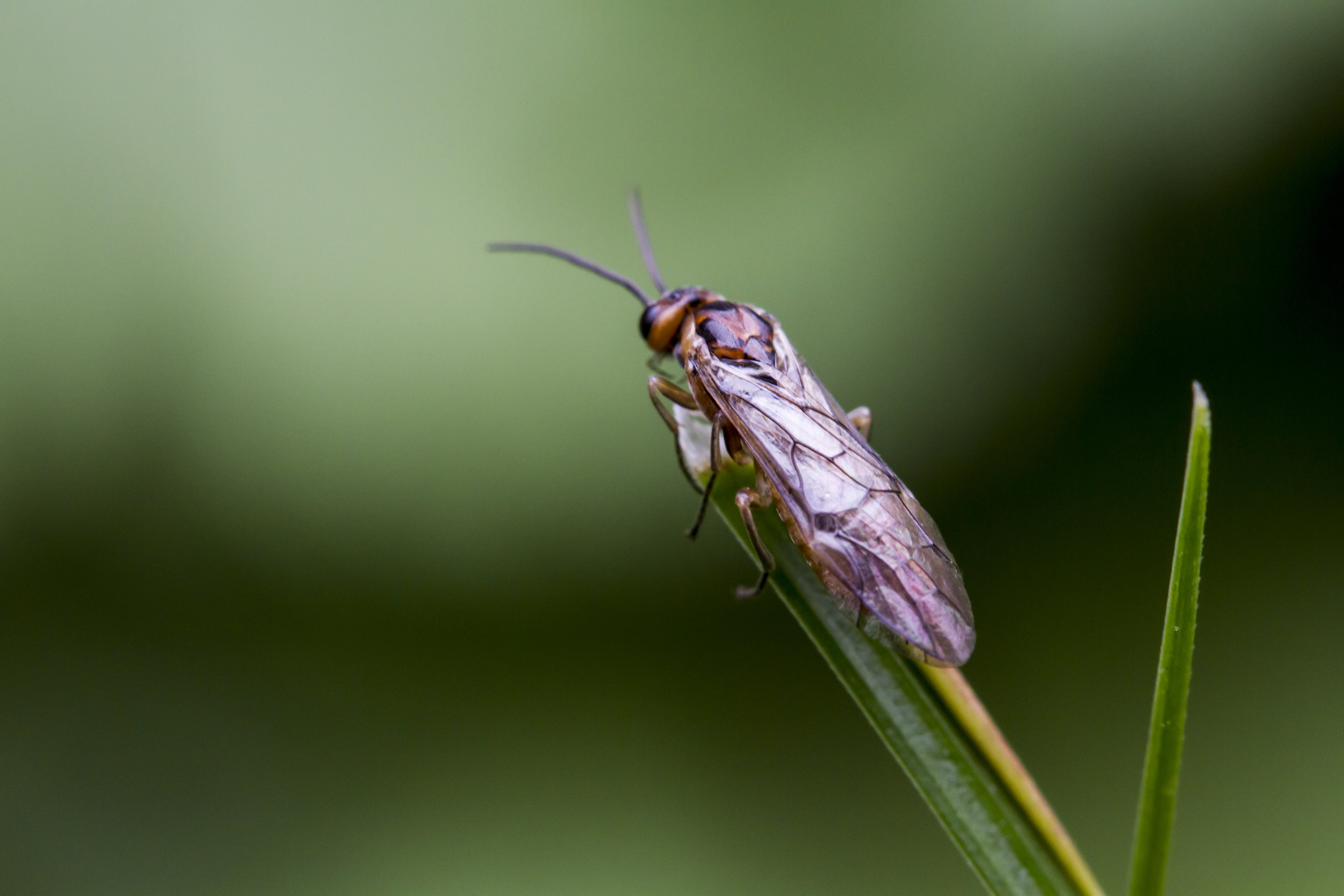 close up, nature, slow, close-up, fly, insect, Manic, macro, photo, 5K, way, leaf, animal, close, animal Wing, brown, winged, lawn, green, Valentine, green leaf, HD Wallpaper