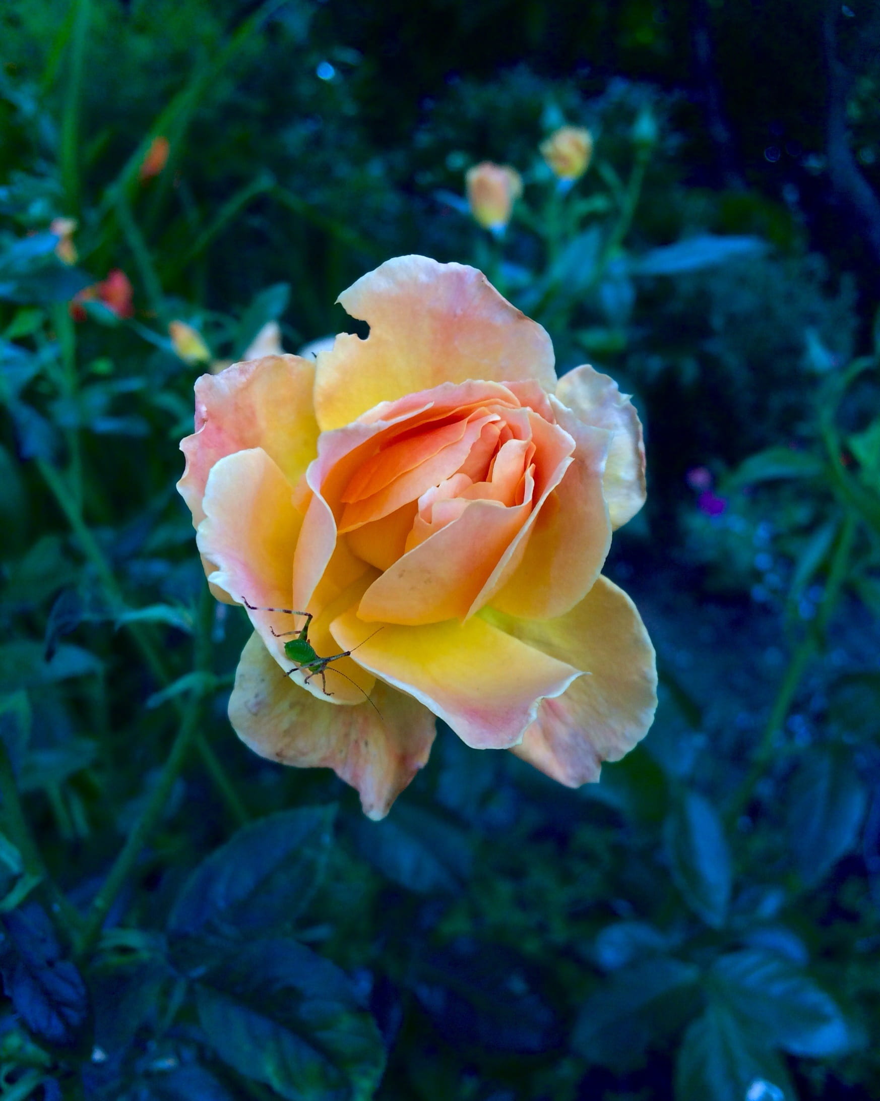 centre, springtime, petal, plant, flower, vulnerability, growth, outdoors, park, blush, day, flower head, freshness, beauty in nature, rose - flower, 1080P, Phone HD Wallpaper