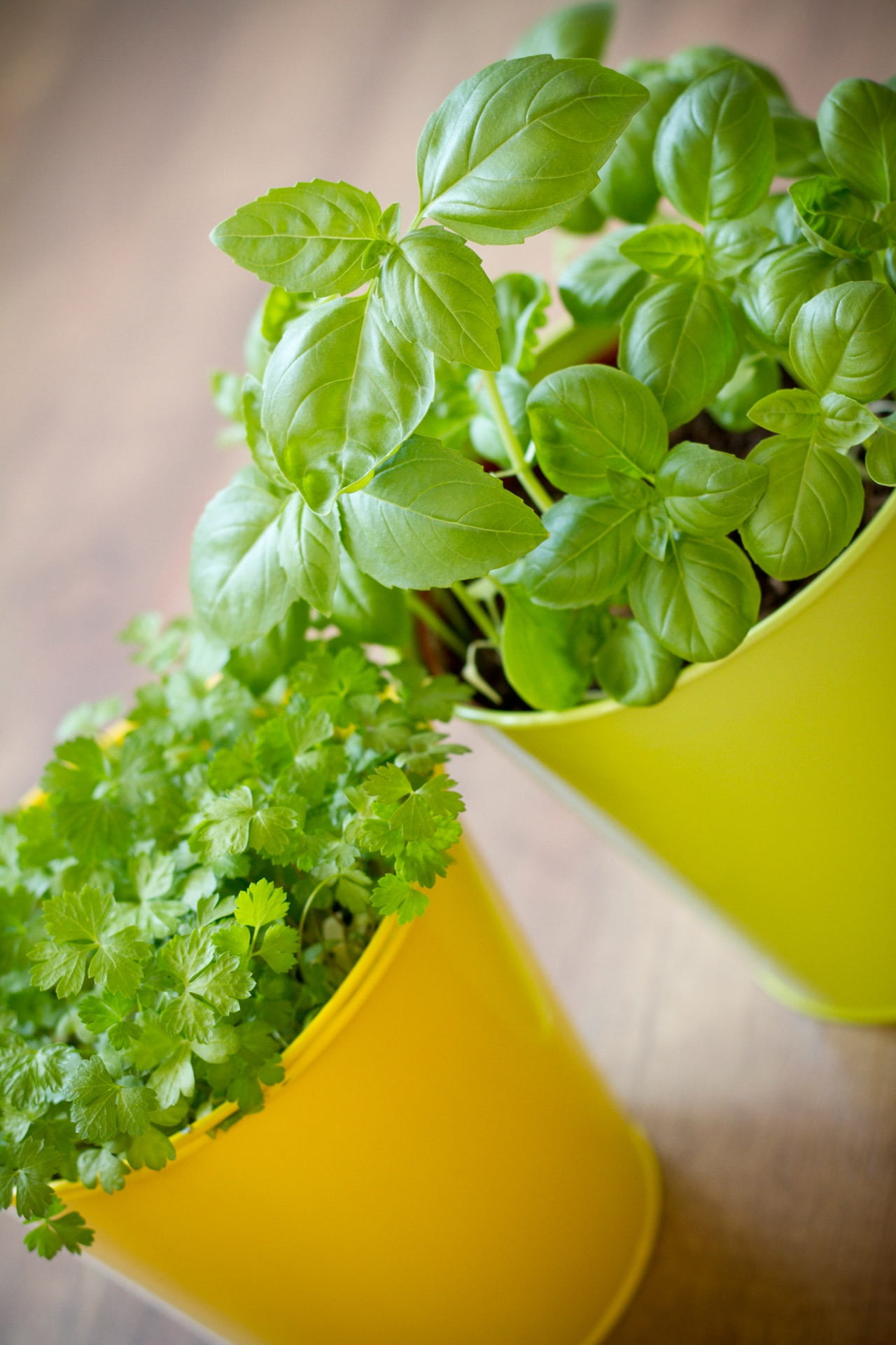 plant part, cooking, growth, garden, two, pizza, tray, wellbeing, green, leaf, beauty in nature, nature, pots, indoors, plant, planting, parsley, no people, Phone HD Wallpaper