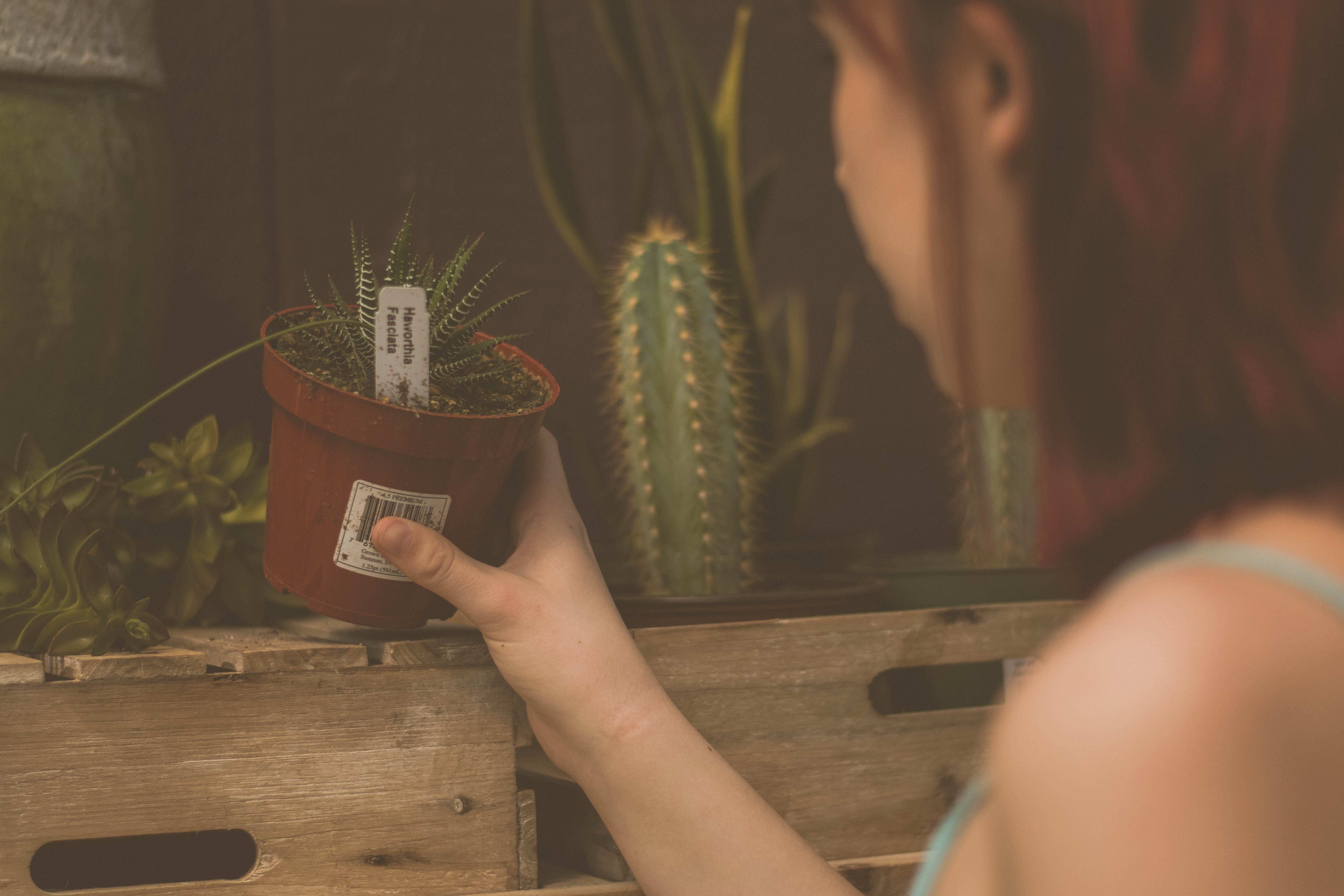 waynesville, flower, vase, finger, garden centre, hand, women, 5K, wood - material, aloe, holding, day, adult, garden center, plant, female, lifestyles, HD Wallpaper