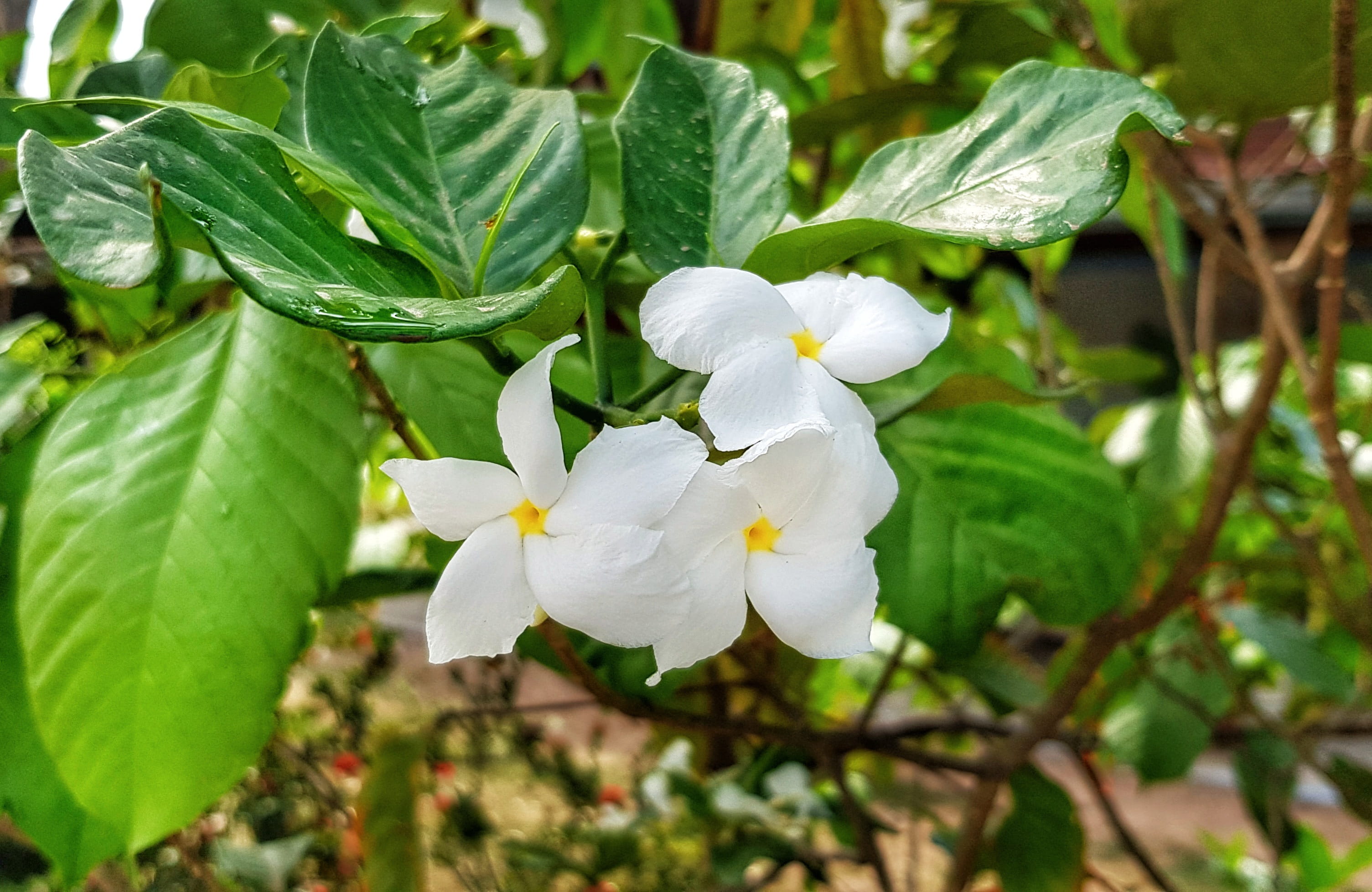branch, fragility, beauty in nature, tree, focus on foreground, scrub, plant part, nature, flower head, plumeria, garden, petal, plant, white color, yellow centre, HD Wallpaper