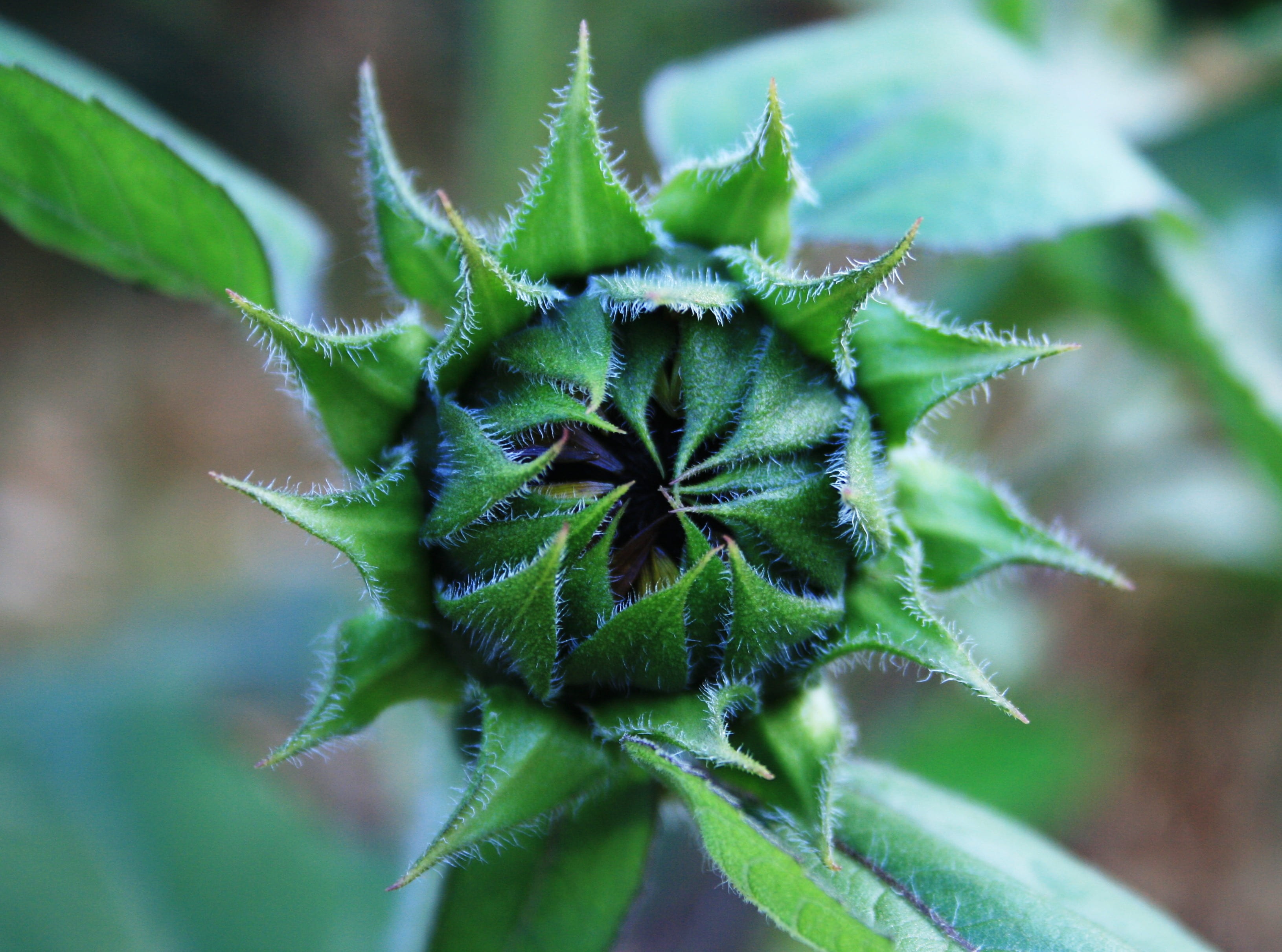 flowering plant, fragility, beginnings, flower, bud, garden, spiky, centre, sunflower, outdoors, day, plant part, growth, food, close-up, beauty in nature, HD Wallpaper