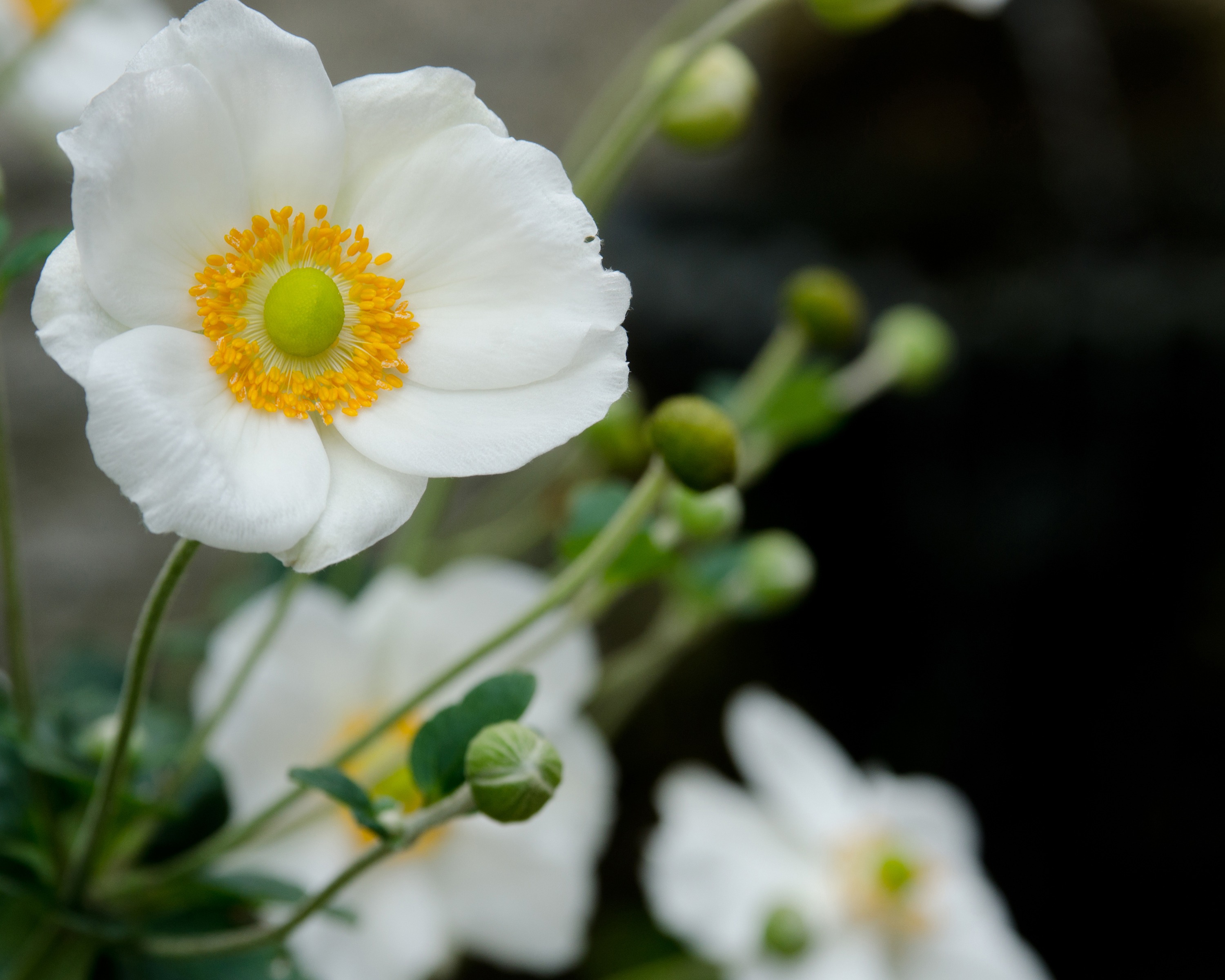 pollen, close-up, growth, wild, petal, poppy, focus on foreground, bright, flowers, 2K, beauty in nature, buds, flowering plant, floral, nature, ornamental, HD Wallpaper