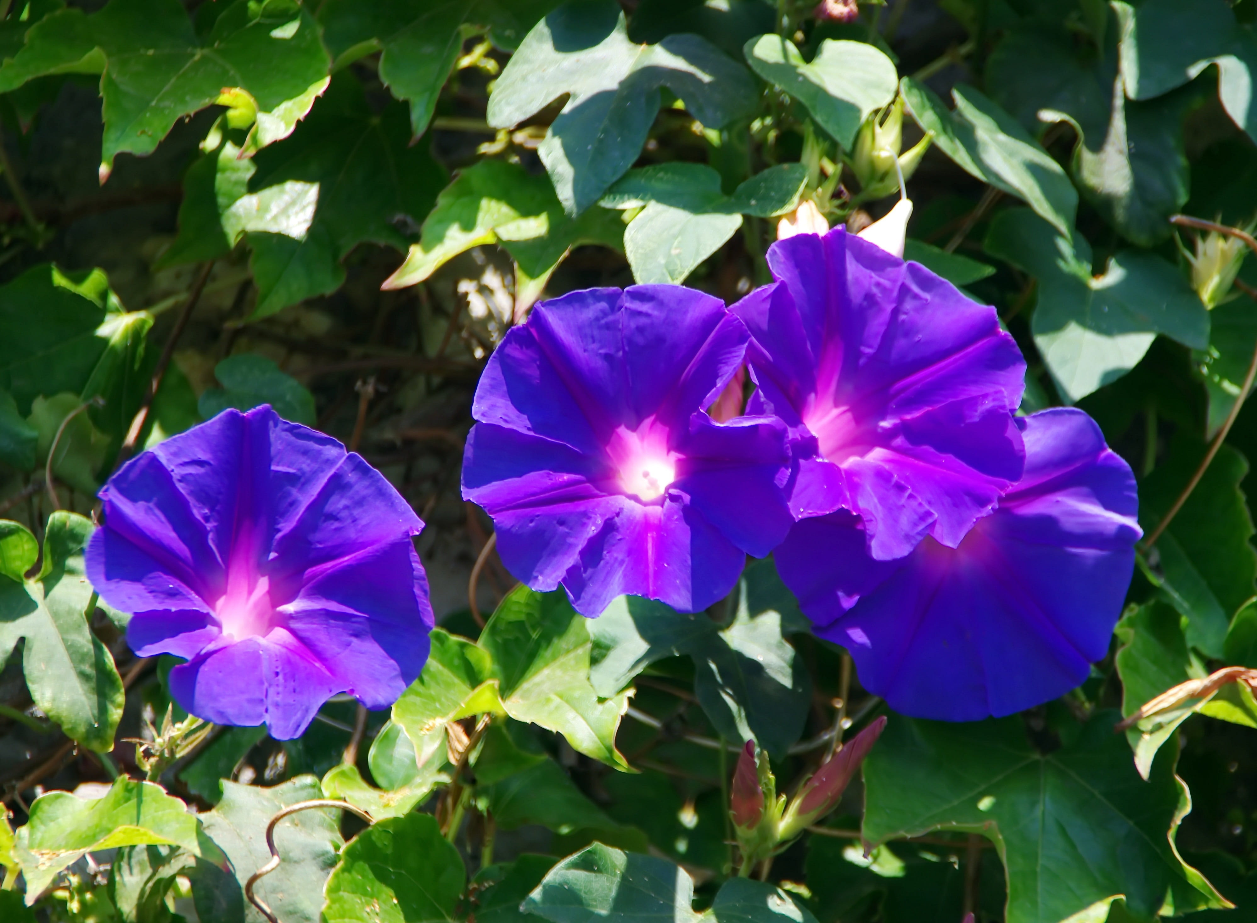 petal, 4K, plant, violet, flowering, fragility, blue, purple flowers, plant part, no people, color, close-up, inflorescence, convolvulacée, purple, nature, HD Wallpaper