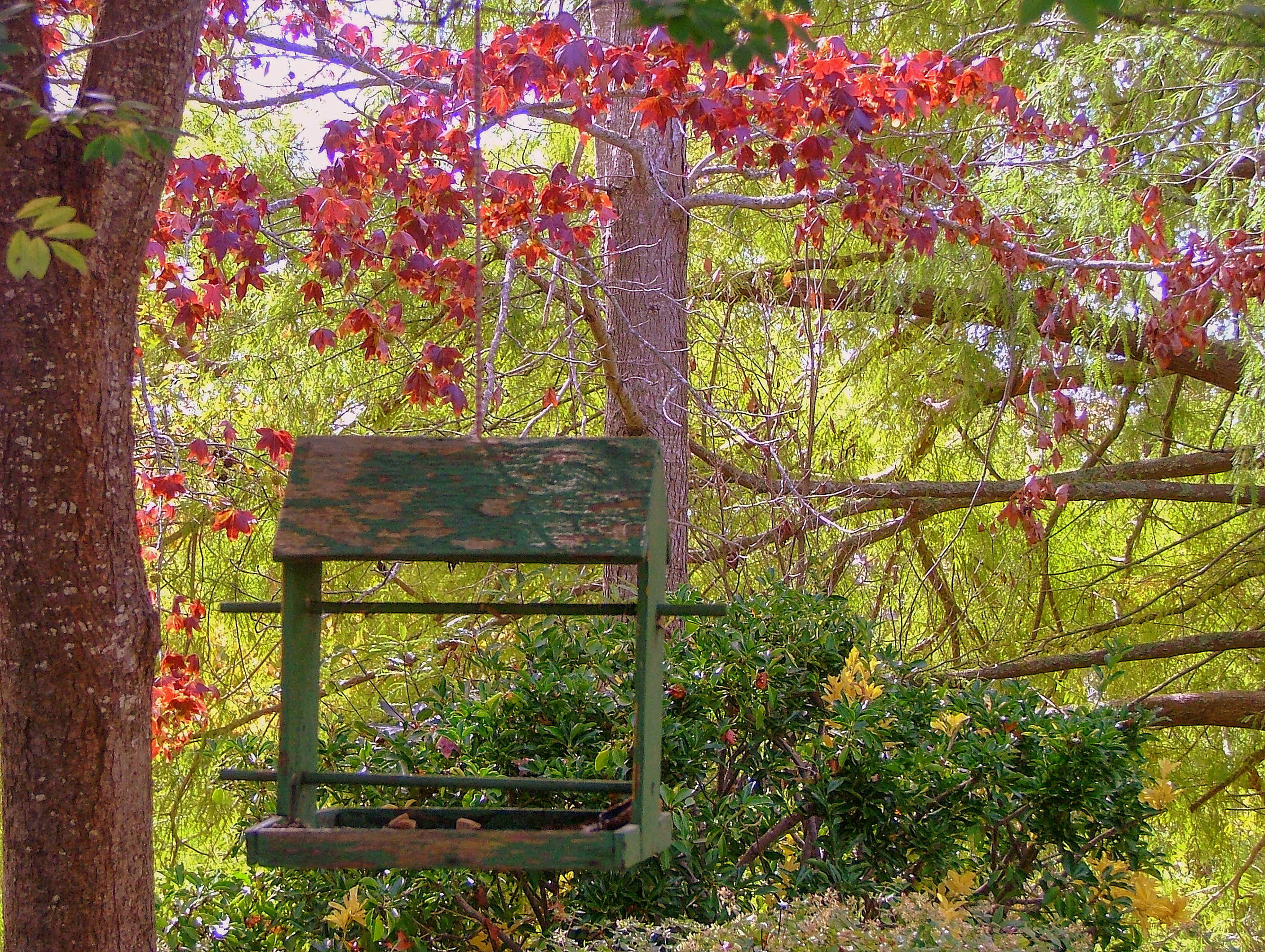 change, tranquility, autumn, forest, outdoors, tranquil scene, land, wood - material, nature, trunk, beauty in nature, 2K, no people, park - man made space, HD Wallpaper