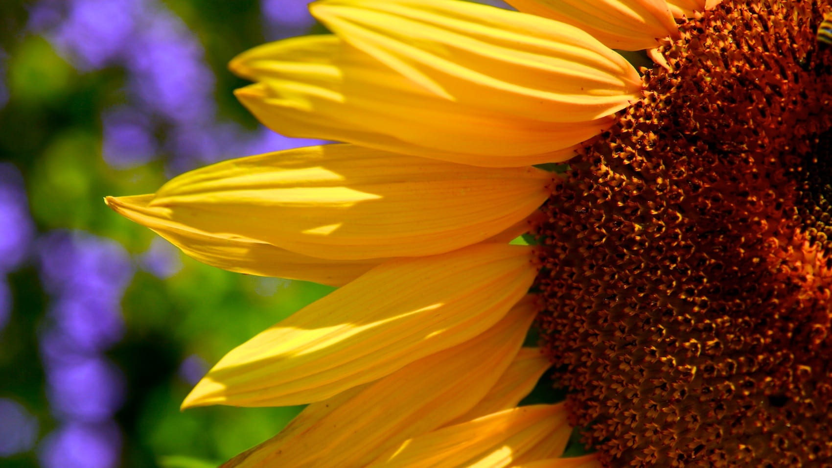 sunflowers, decorative, background, gardening, blooms, brown, centre, flower head, food, flowering plant, blooming, close up, bright, outdoors, yellow, HD Wallpaper
