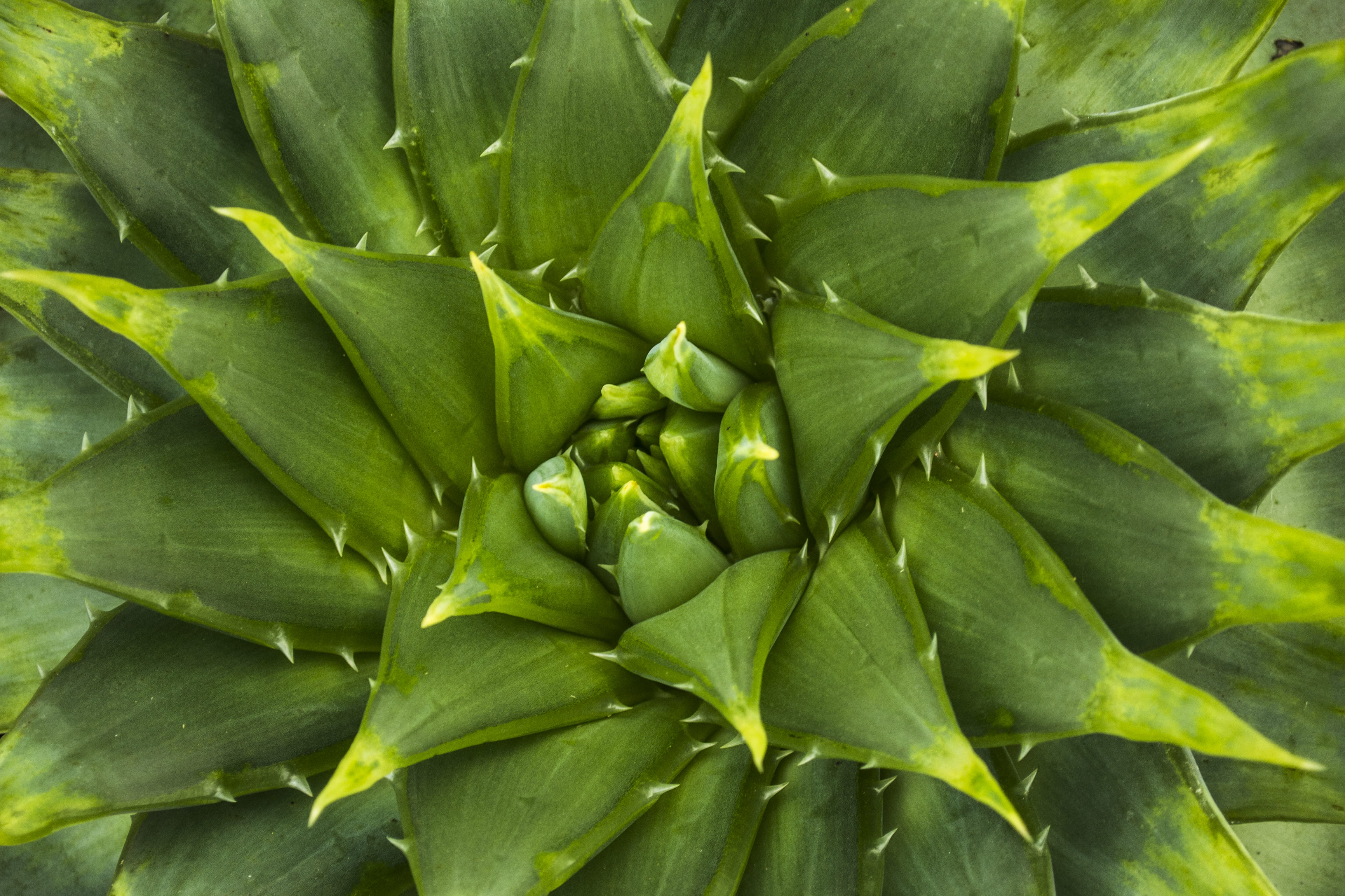 full frame, aloe vera, growth, outdoors, backgrounds, vegetable, wellbeing, cactus, healthy eating, green color, beauty in nature, botanical gardens, leaf, HD Wallpaper