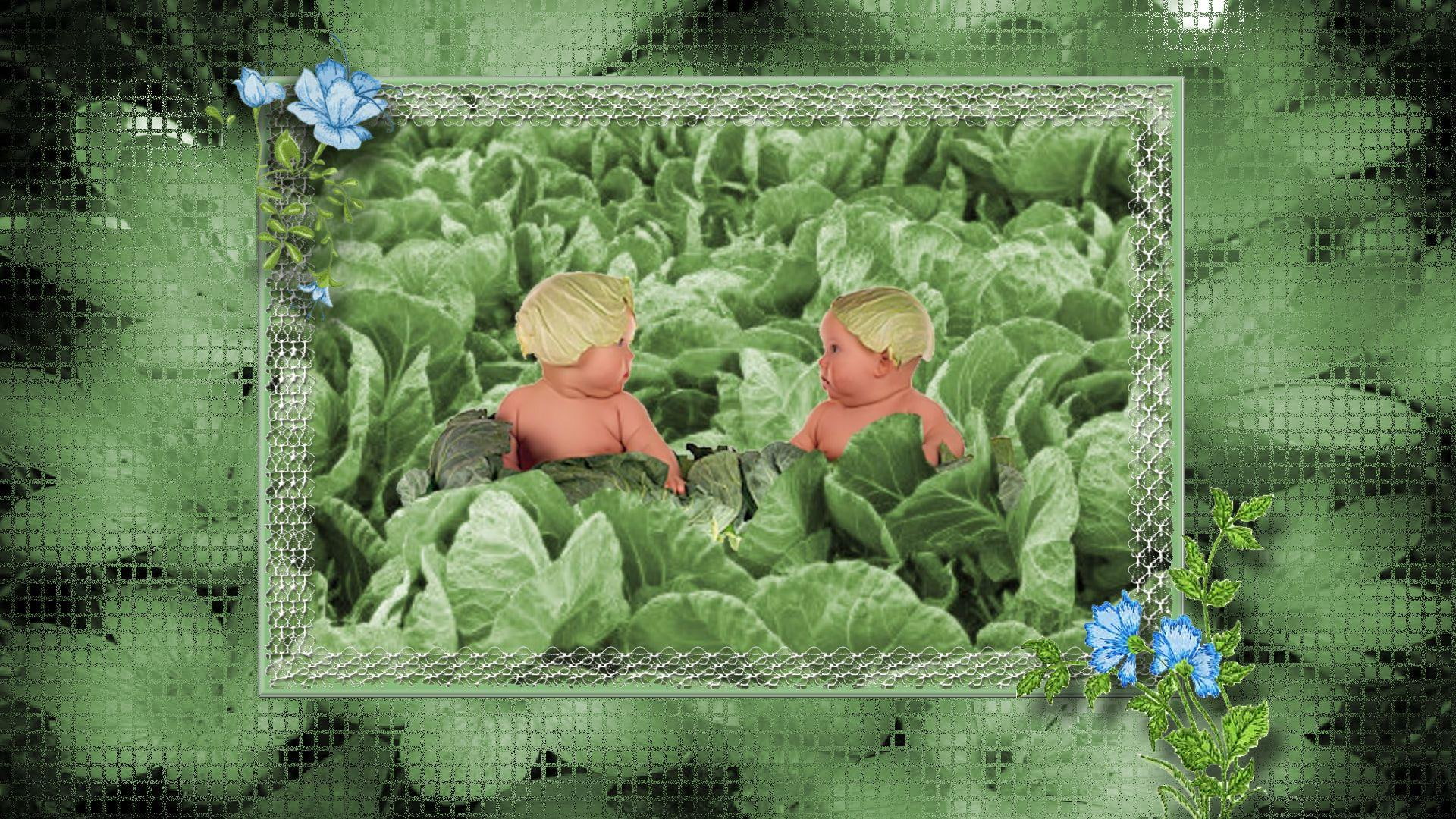 patch, 3d and abstract, green, 1080P, flowers, babies, cabbage, blue, HD Wallpaper