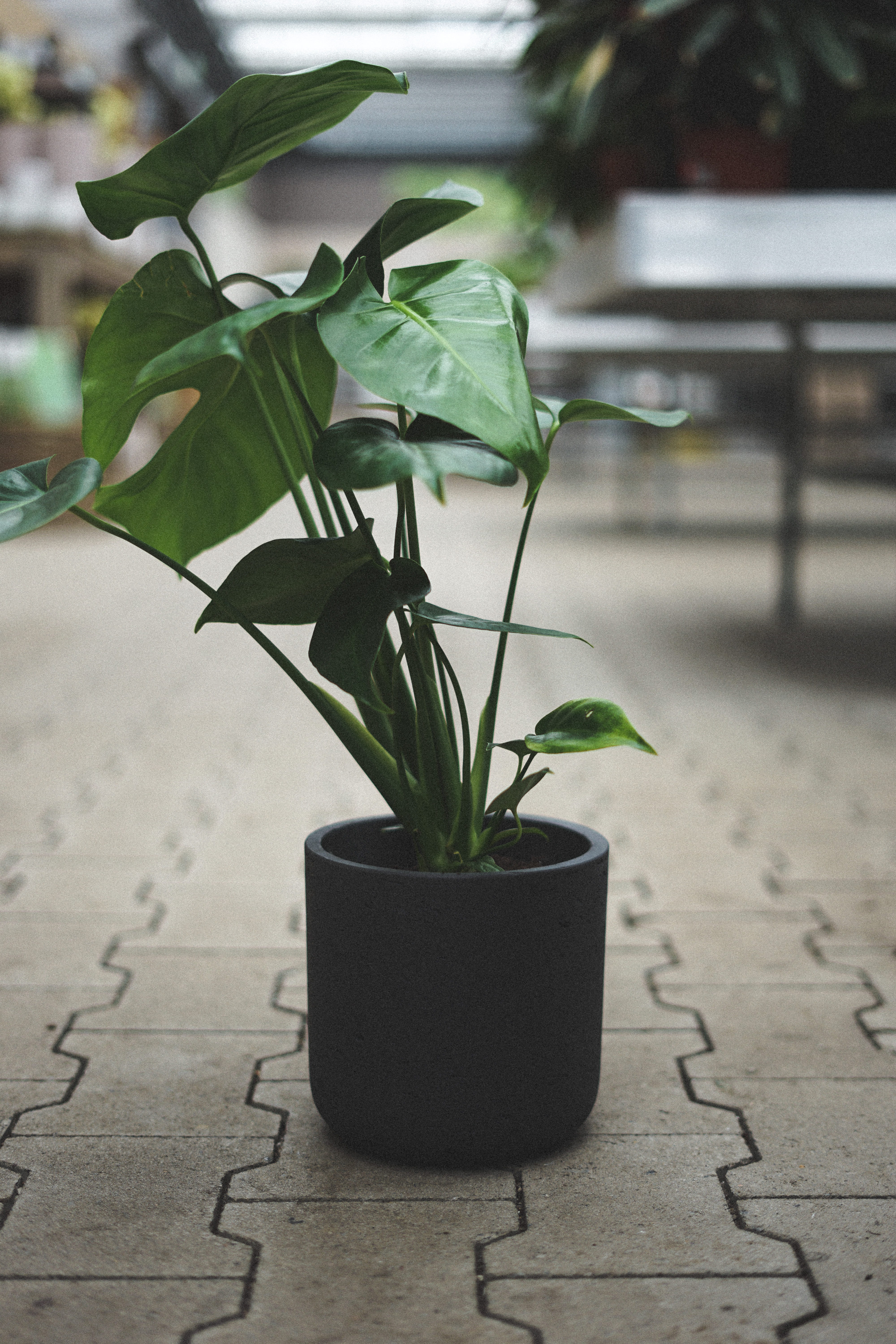 cobble, flooring, window, gray pot, close-up, potted plant, wood - material, green color, black, houseplant, leaf, ceramic, leafe, glasshouse, greenhouse, Phone HD Wallpaper