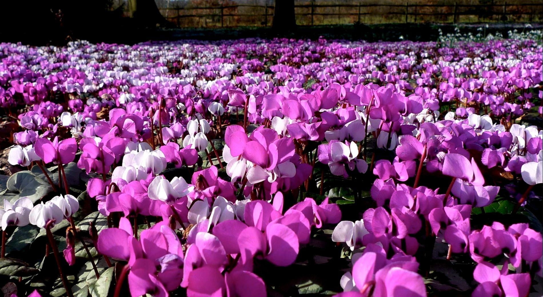 flower Head, fragility, pink Color, outdoors, nature, tulip, abundance, close-up, no People, vulnerability, flowerbed, purple, cyclamen, botany, flower, HD Wallpaper