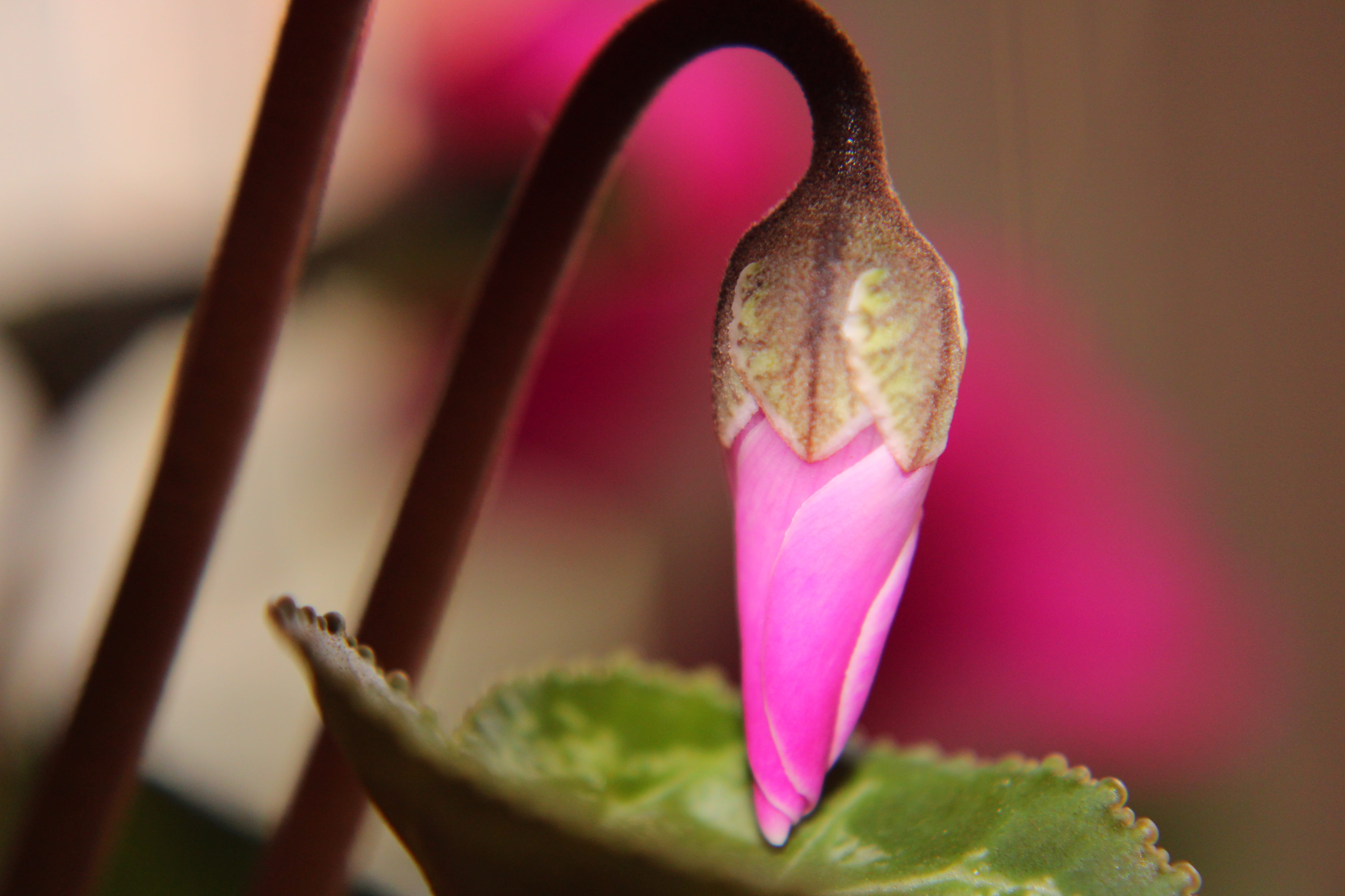 red, indoors, pink, close-up, no people, petal, focus on foreground, fragility, flower head, bud, inflorescence, pink color, vulnerability, selective focus, HD Wallpaper