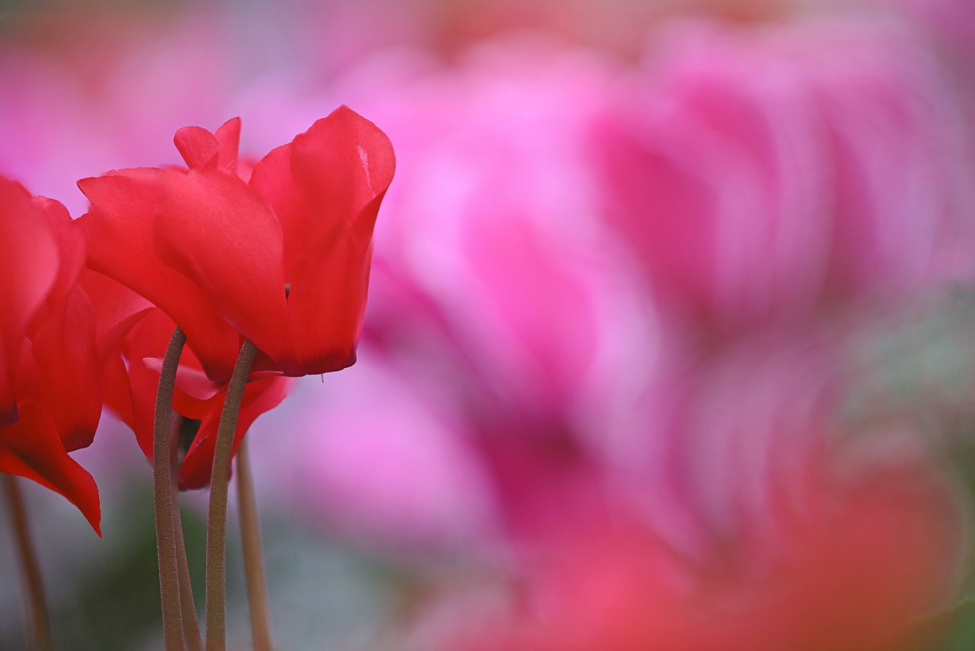 Flower, Flowers, 1080P, Cyclamen, Blur, Red Flower, Nature, HD Wallpaper