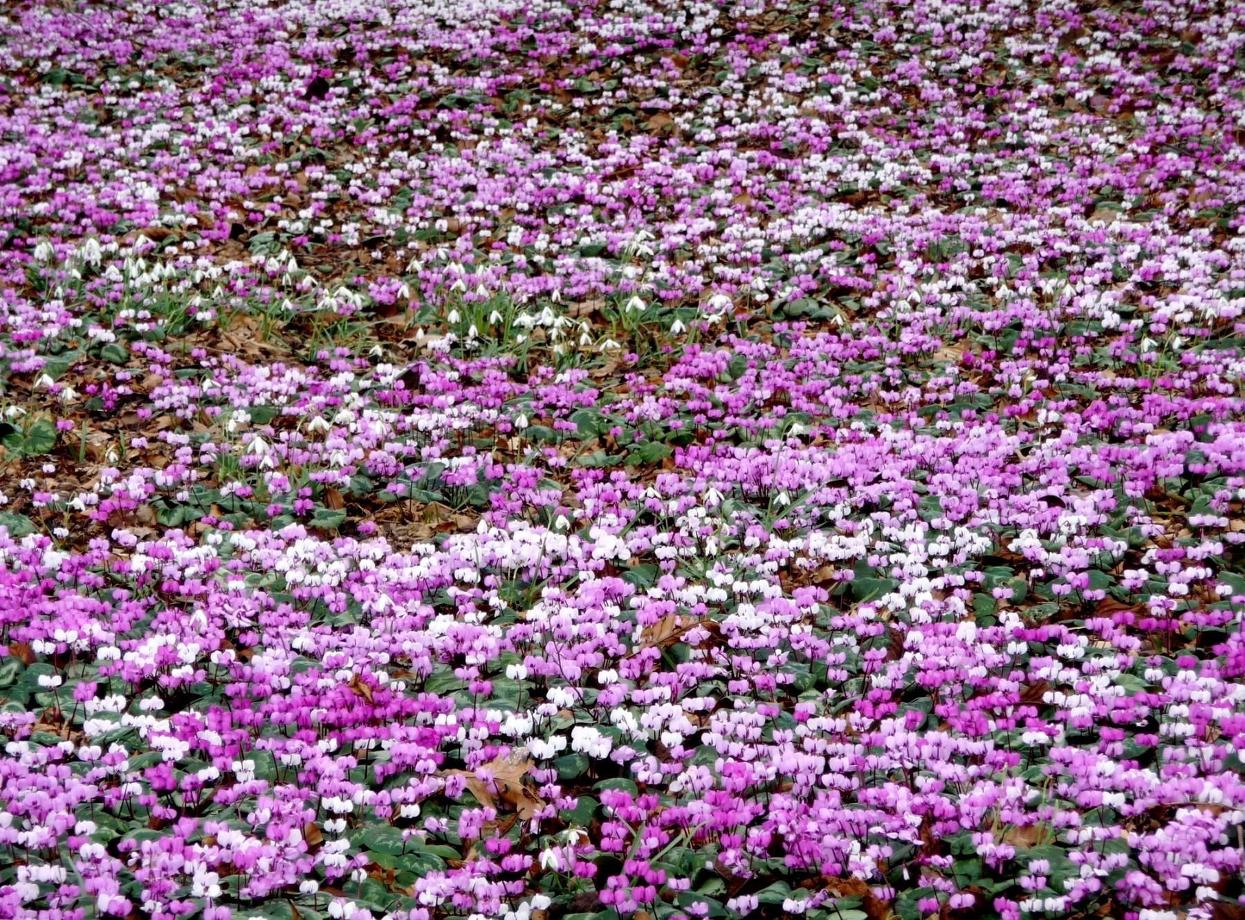 lots, land, flower head, cyclamen, purple, flowers, vulnerability, meadow, springtime, beauty, growth, flower, outdoors, nature, full frame, flowering plant, HD Wallpaper