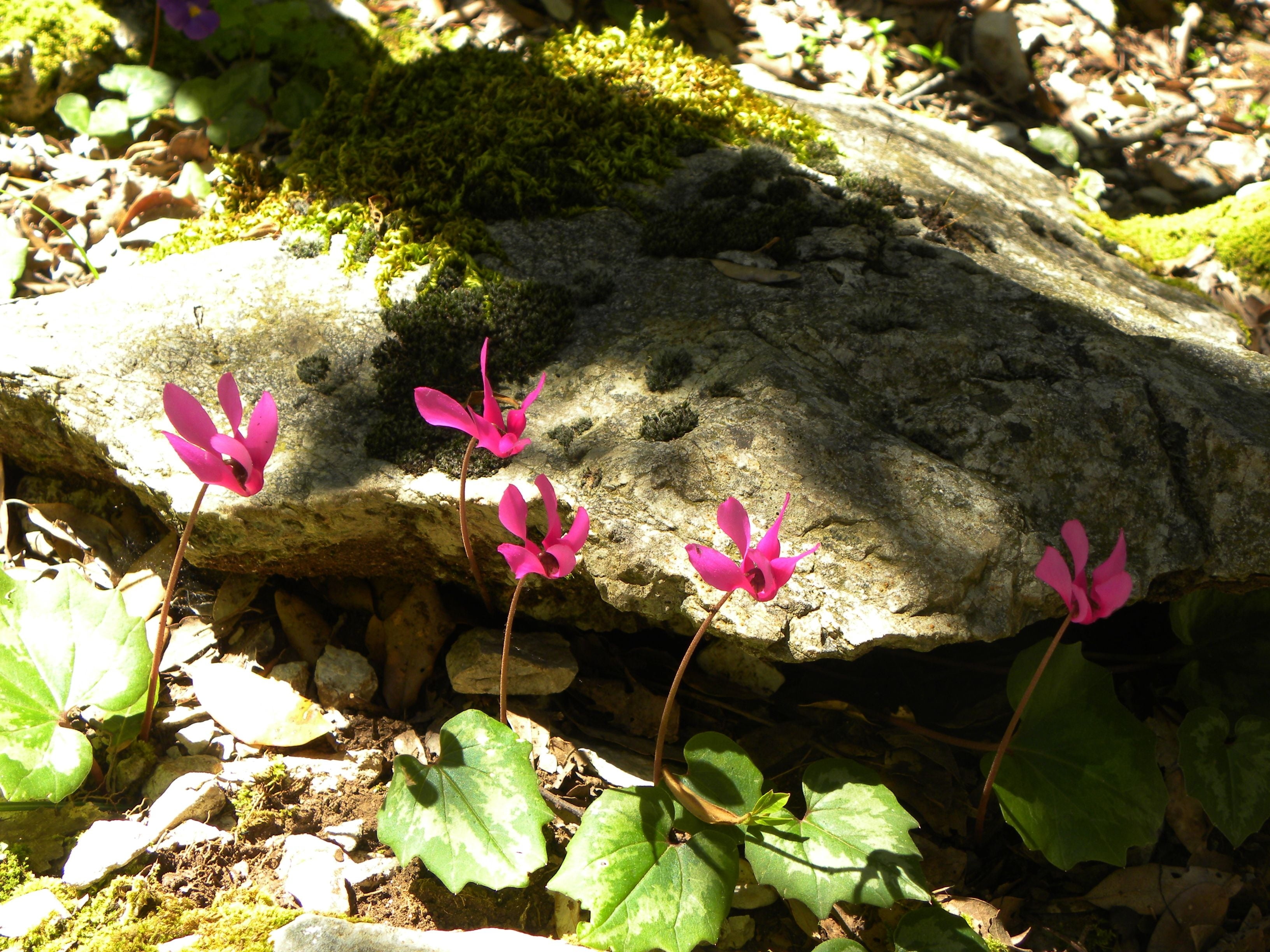 growth, sunlight, several, leaves, day, botany, springtime, purple, solid, floweres, season, petal, freshness, rock, leaf, green Color, shade, close-up, HD Wallpaper