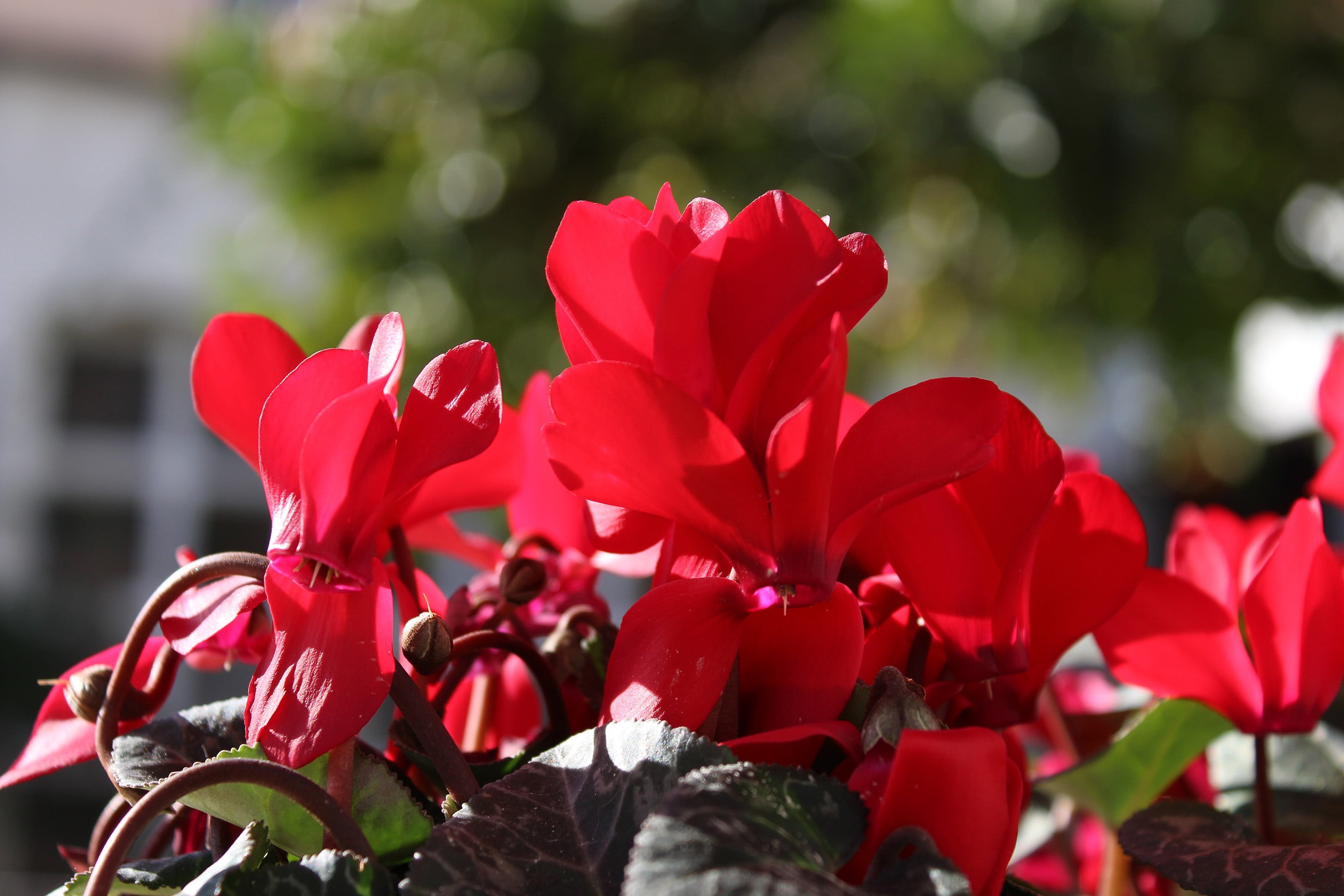 flowers, cyclamen, day, freshness, red, flower head, fragility, plant part, inflorescence, leaf, no people, nature, plant, growth, red flowers, vulnerability, HD Wallpaper
