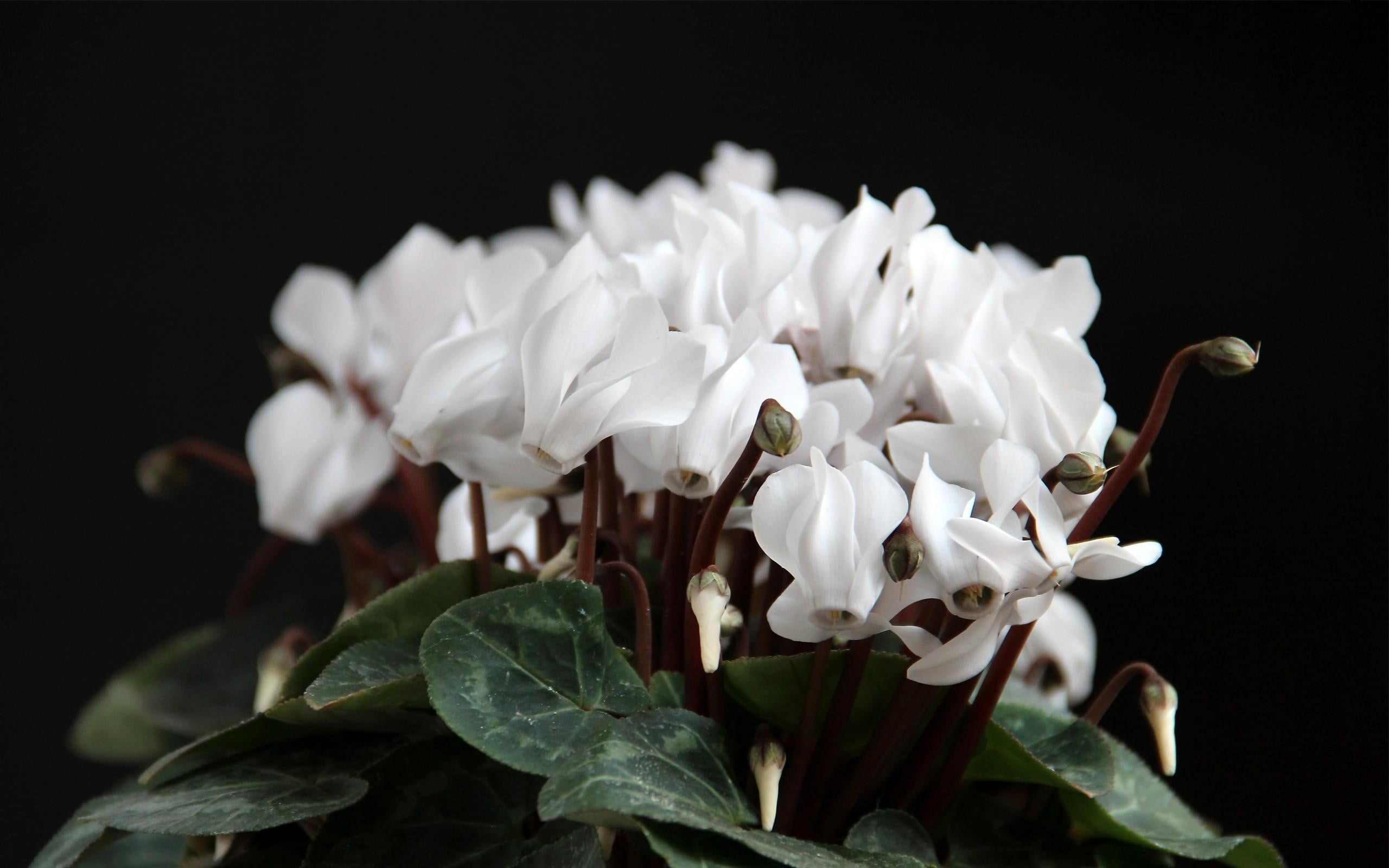 no people, Background, 2K, growth, White, close-up, Leaf, flower head, Close up, petal, fragility, plant part, pollen, black background, studio shot, inflorescence, HD Wallpaper