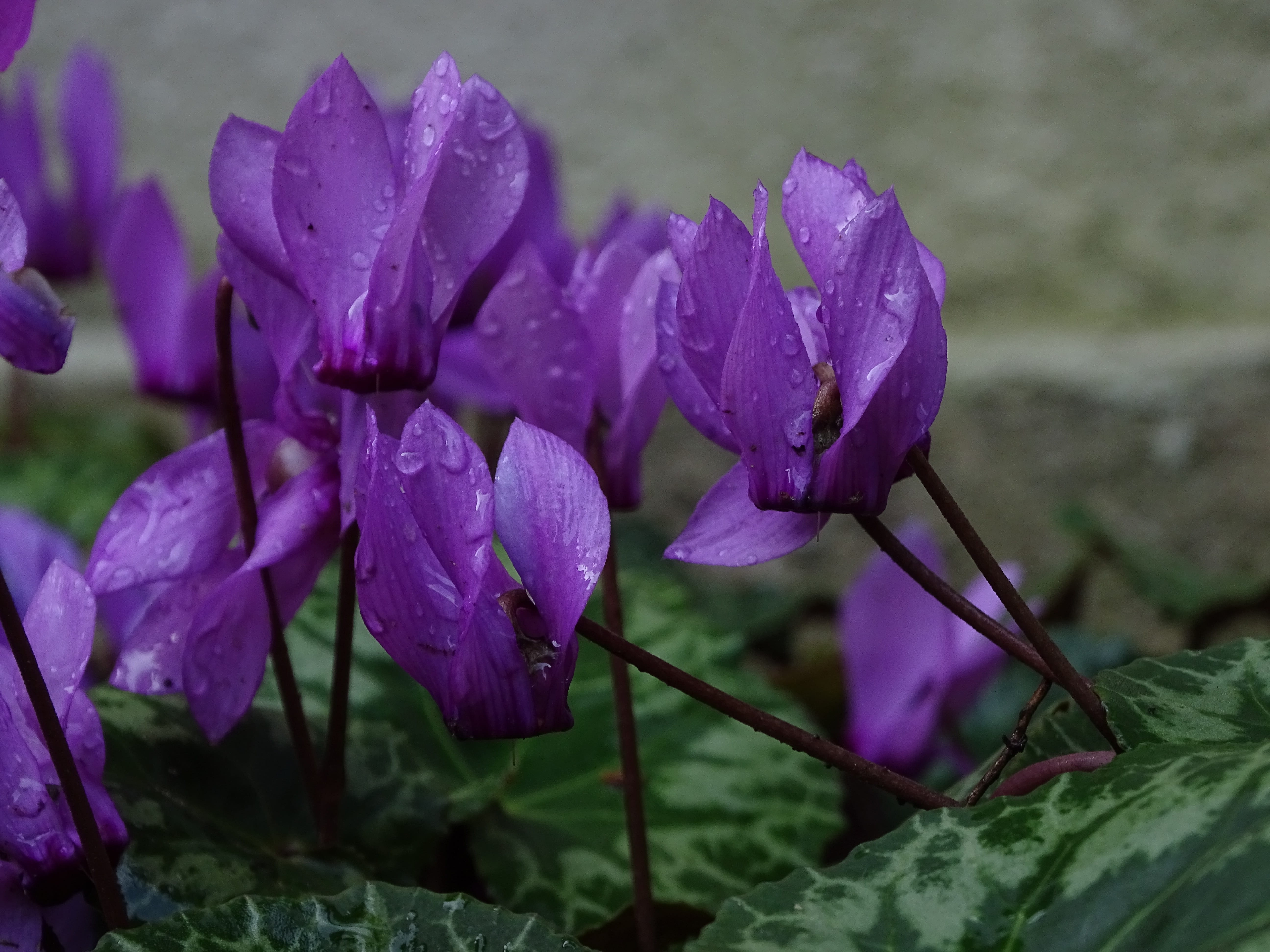 petal, drop, no people, day, flower head, macro, freshness, beauty in nature, outdoors, purple, raindrop, vulnerability, plant part, 5K, leaf, pollen, HD Wallpaper