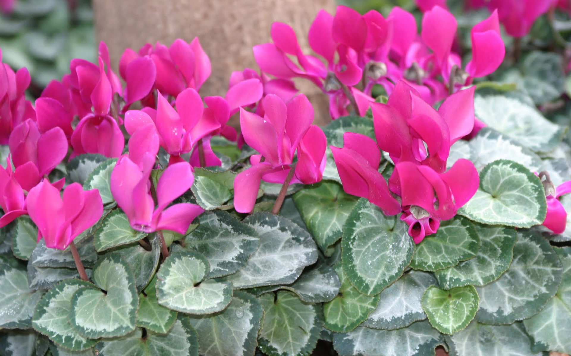 flowers, 1080P, pictures, national, flower, cyprus, pink, plants, cyclamen, fragrant, HD Wallpaper