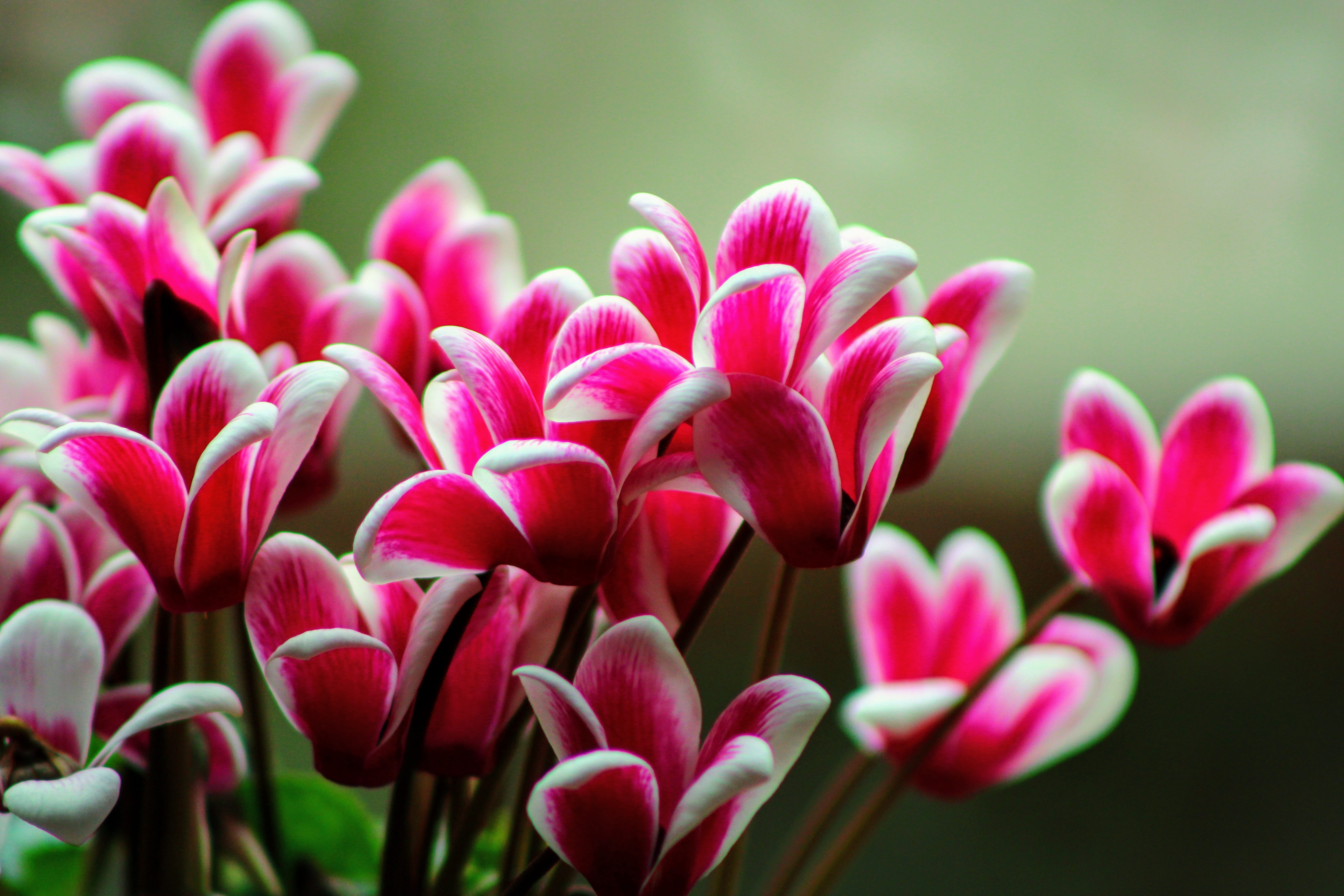 white, flower, tranquility, cyclamen, pink, 5K, growth, flowers, day, flower head, close-up, softness, flowering plant, plant, botany, freshness, inflorescence, HD Wallpaper