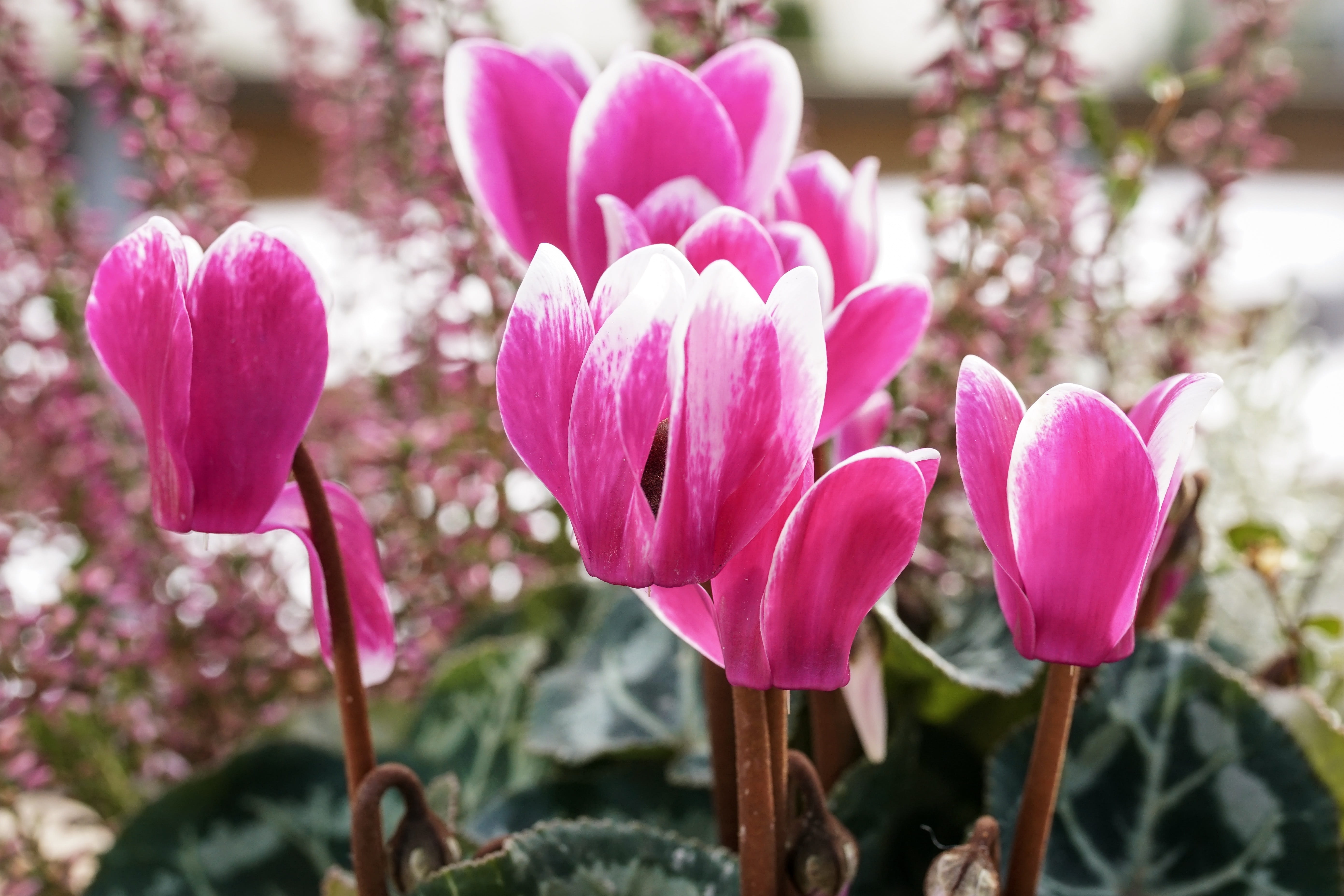 flower, pink color, springtime, purple, ornamental plant, flowerpot, no people, beauty in nature, flowers, flower head, season, nature, growth, vulnerability, HD Wallpaper