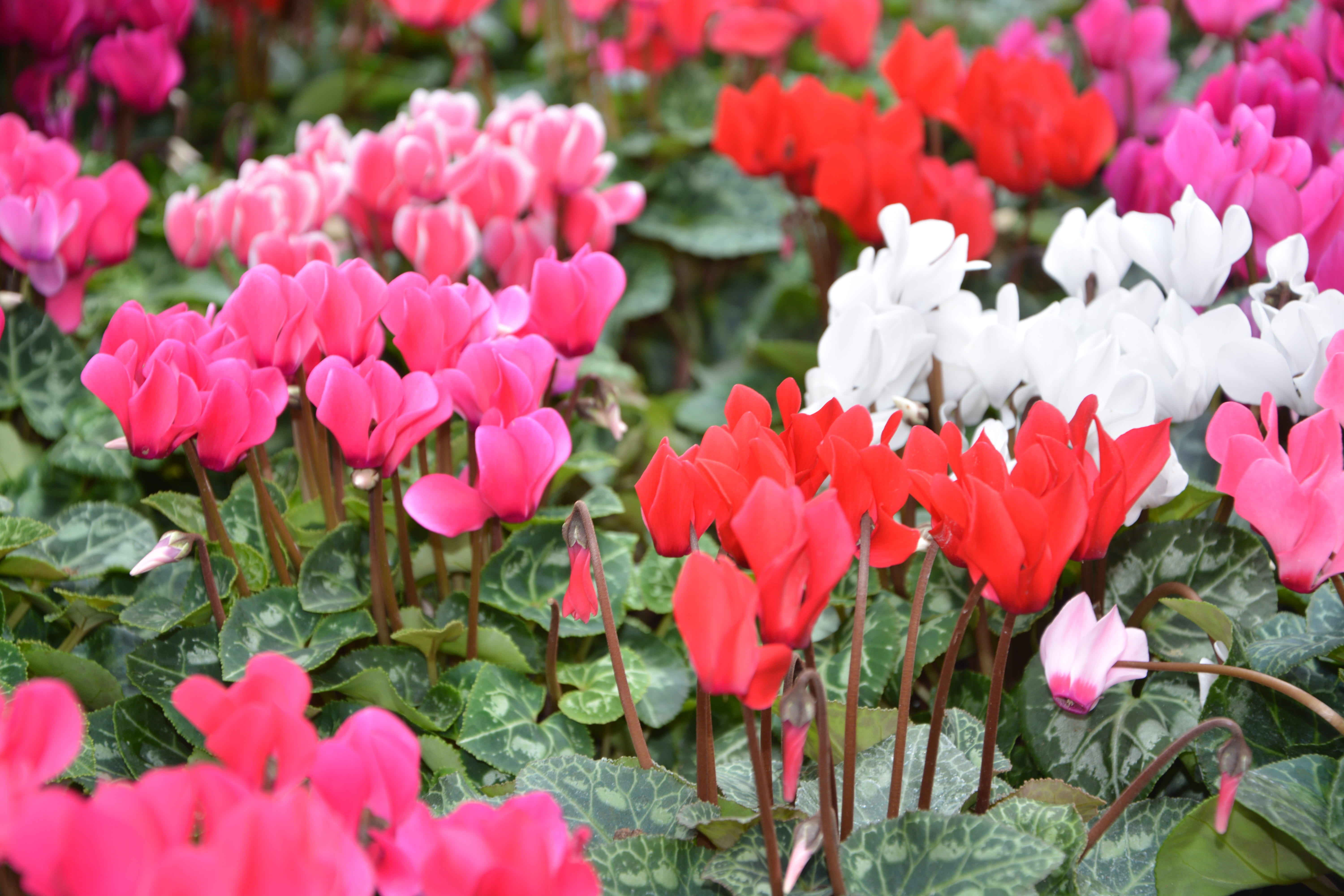 petal, white, gift, no people, abundance, colors, flowerbed, plants cyclamen, 5K, pink, red, beauty in nature, fragility, springtime, leaf, flower, outdoors, HD Wallpaper