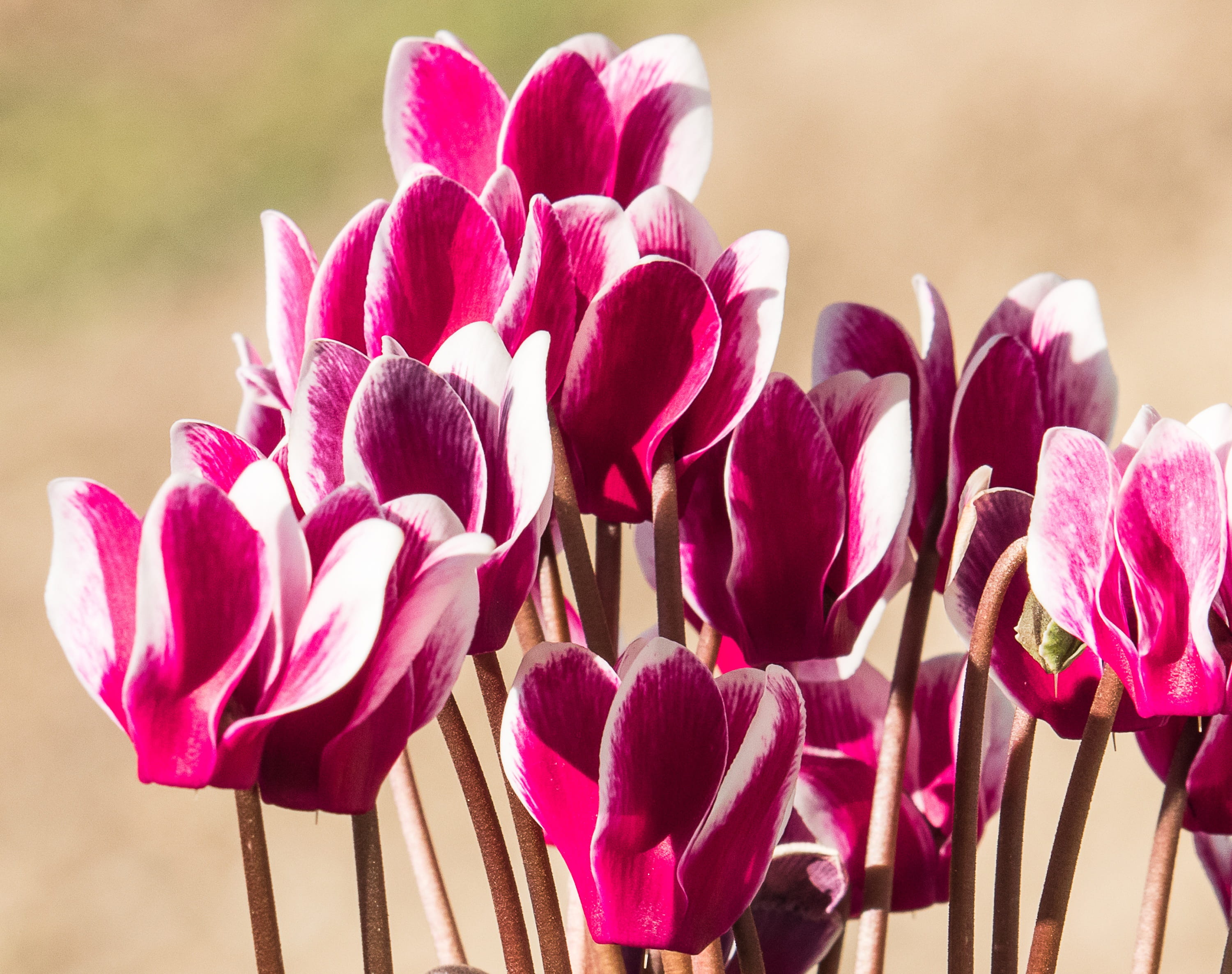 nature, vulnerability, freshness, growth, cyclamen, flowering plant, outdoors, plant, white, 2K, beauty in nature, day, ornamental plant, close-up, purple, HD Wallpaper
