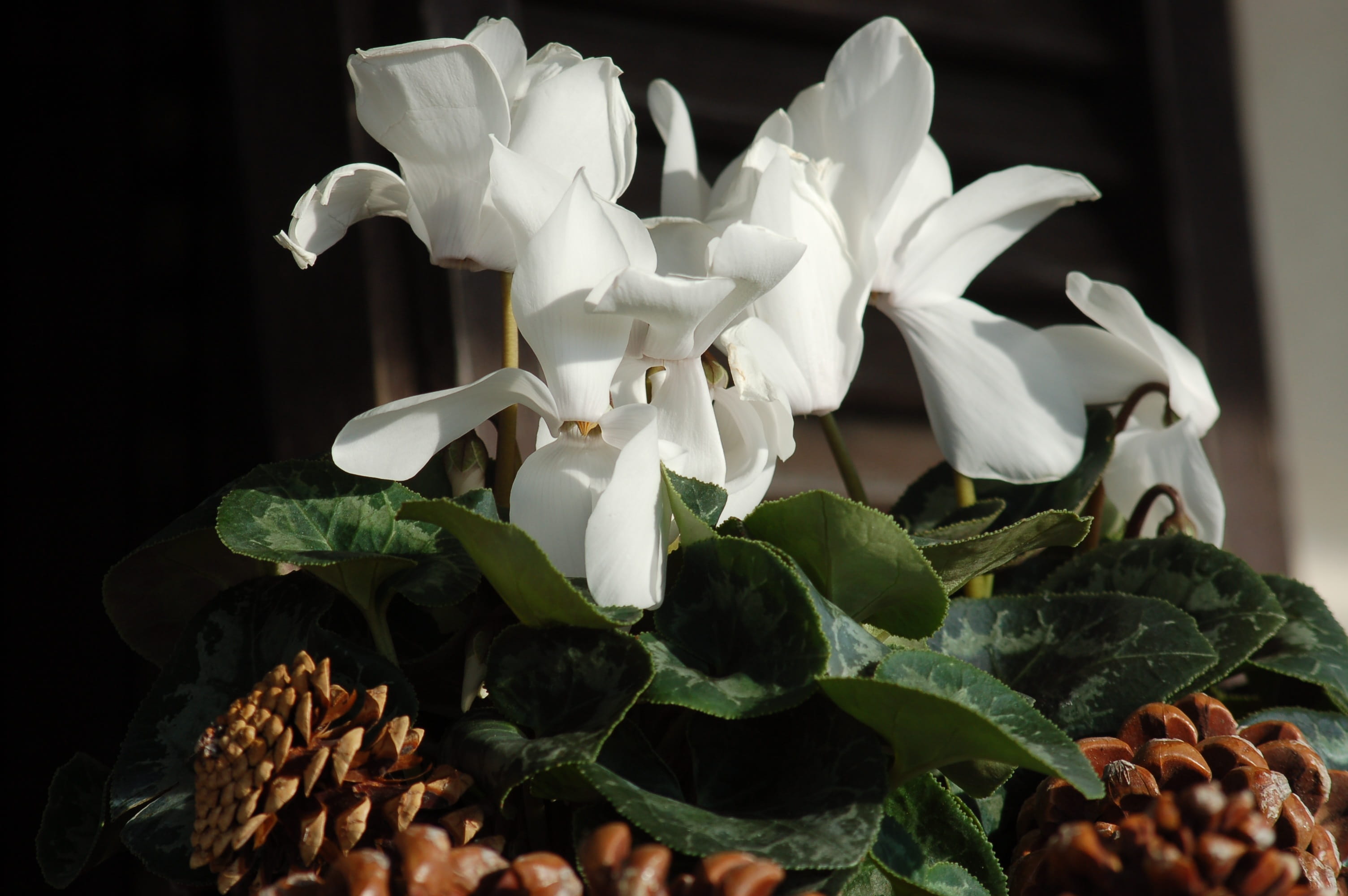 vulnerability, petal, cyclamen, fragility, focus on foreground, flower, white flowers, close-up, beauty in nature, flowers, plant, freshness, plant part, HD Wallpaper