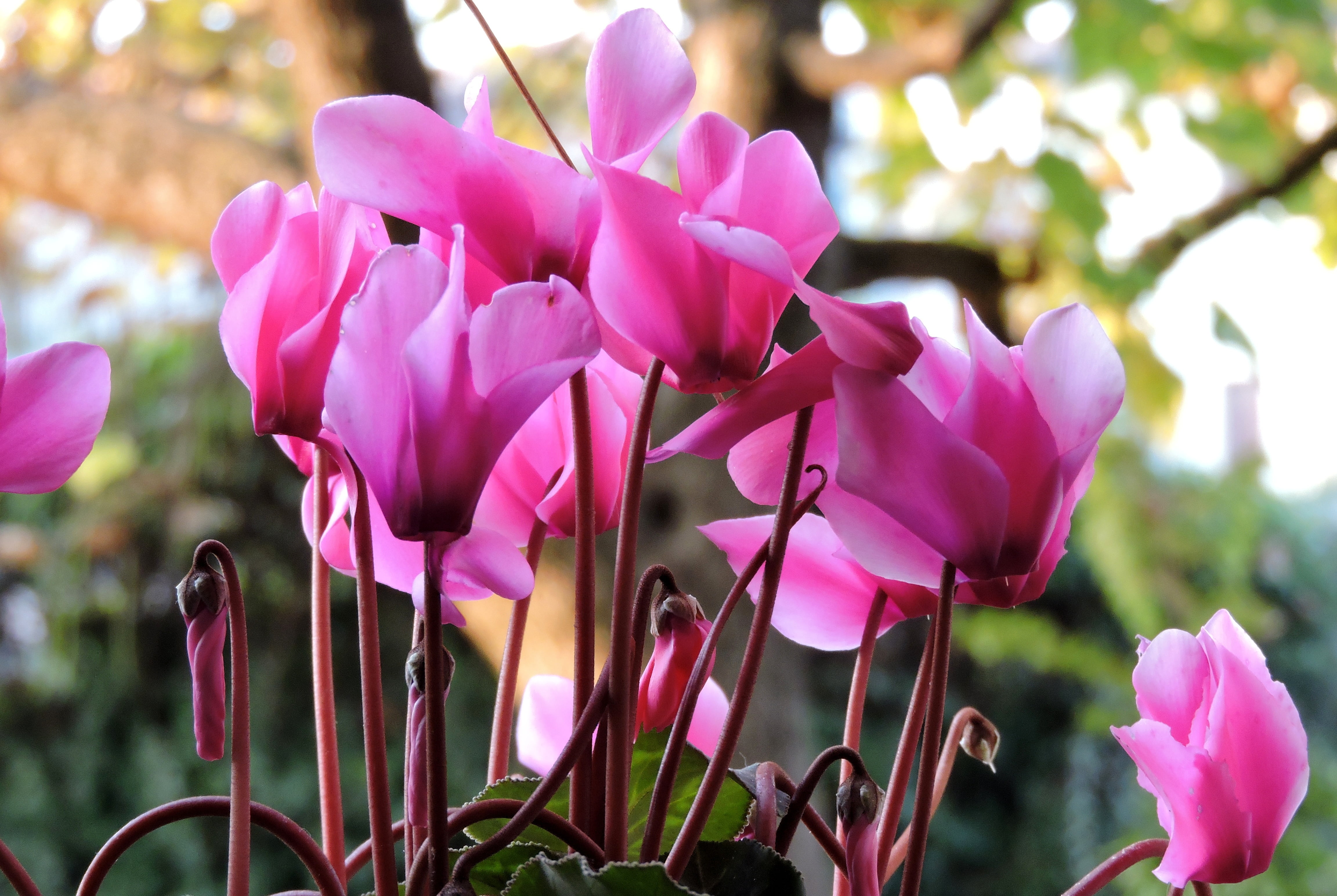 close-up, vulnerability, day, flower, freshness, fragility, inflorescence, growth, plant stem, focus on foreground, orchid, purple, no people, 4K, cyclamen, HD Wallpaper