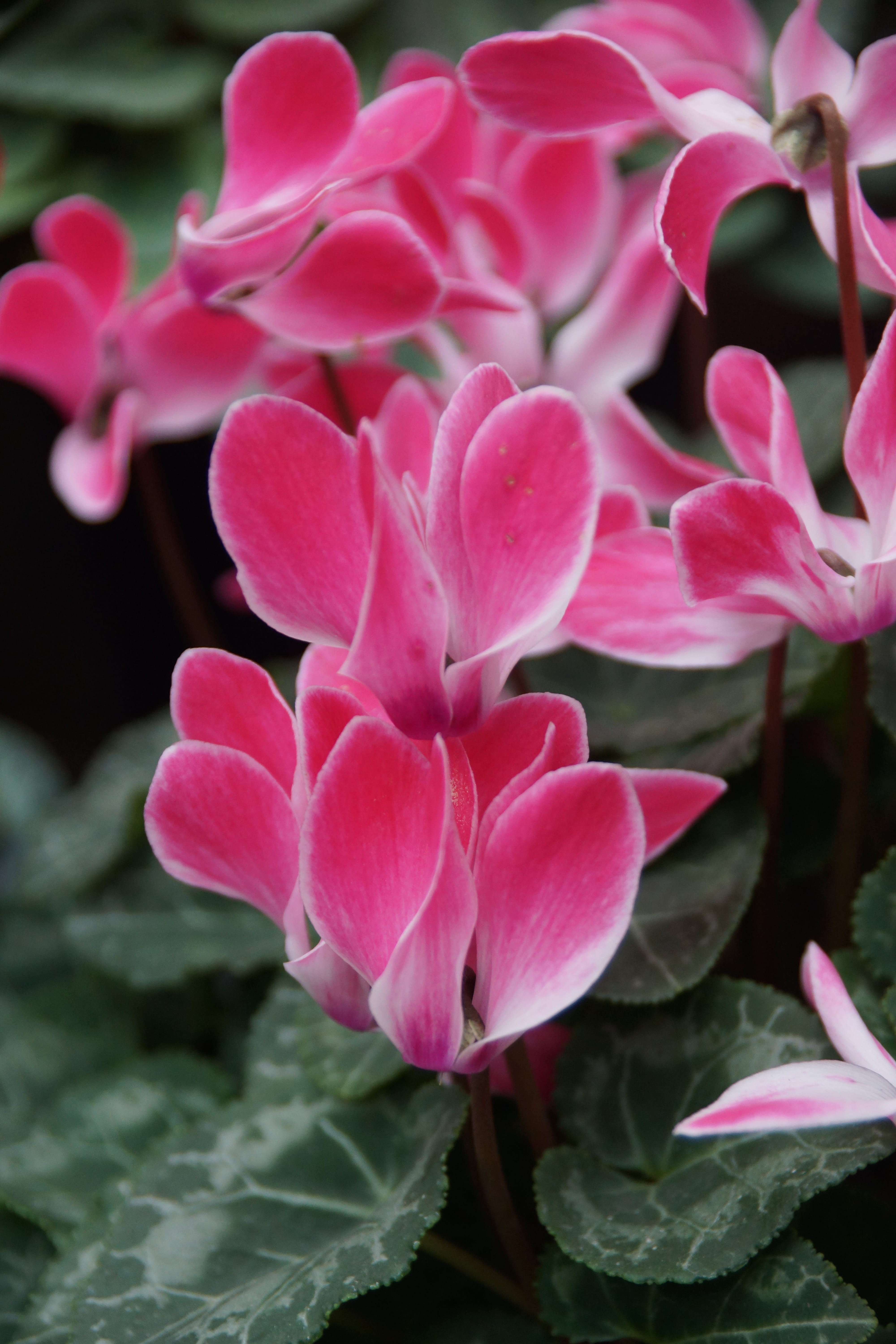 flowers, nature, flower, botany, plant, pink, selective focus, outdoors, pink color, blossom, fragility, cyclamen, springtime, petal, close-up, white, 5K, Phone HD Wallpaper