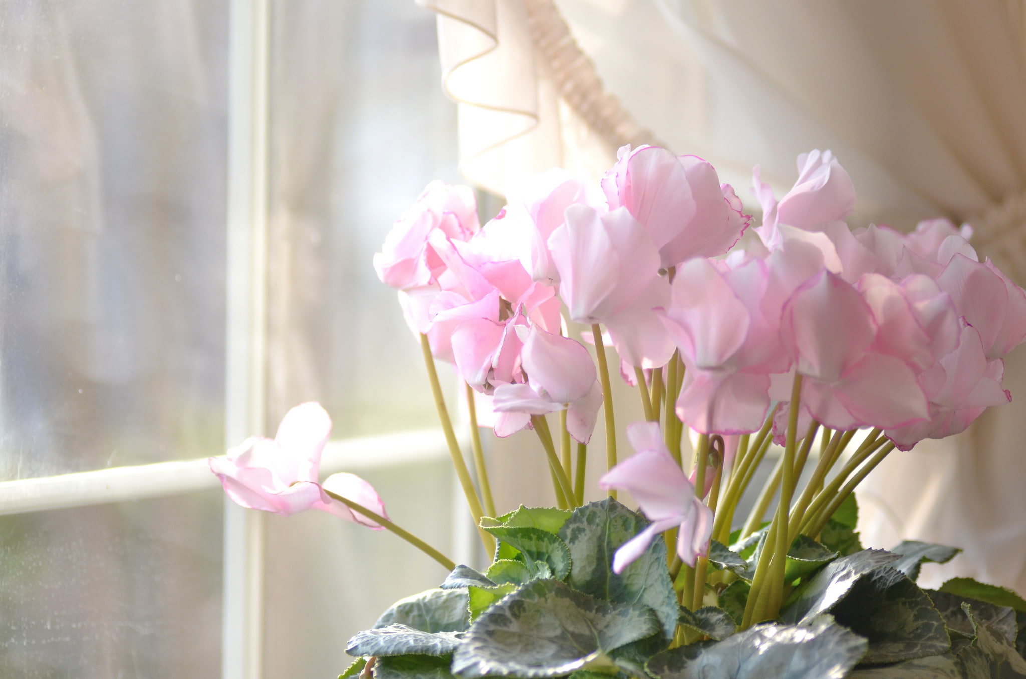 vulnerability, plant, day, sunlight, inflorescence, focus on foreground, flower head, flowering plant, petal, cyclamen, plant stem, beauty in nature, pink color, HD Wallpaper