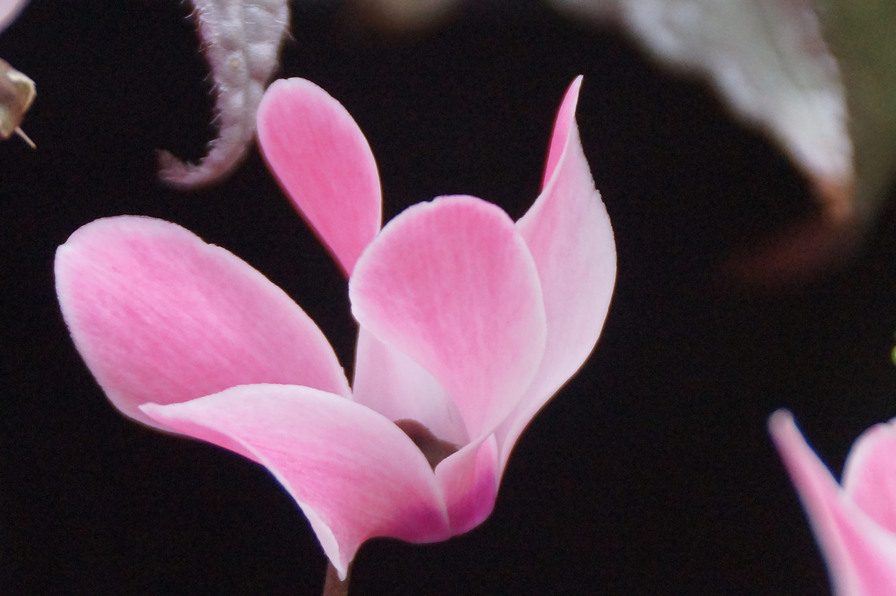 black background, 2K, growth, close-up, soft, flower head, plant, nature, pink, cyclamen, focus on foreground, pink color, inflorescence, flowering plant, HD Wallpaper