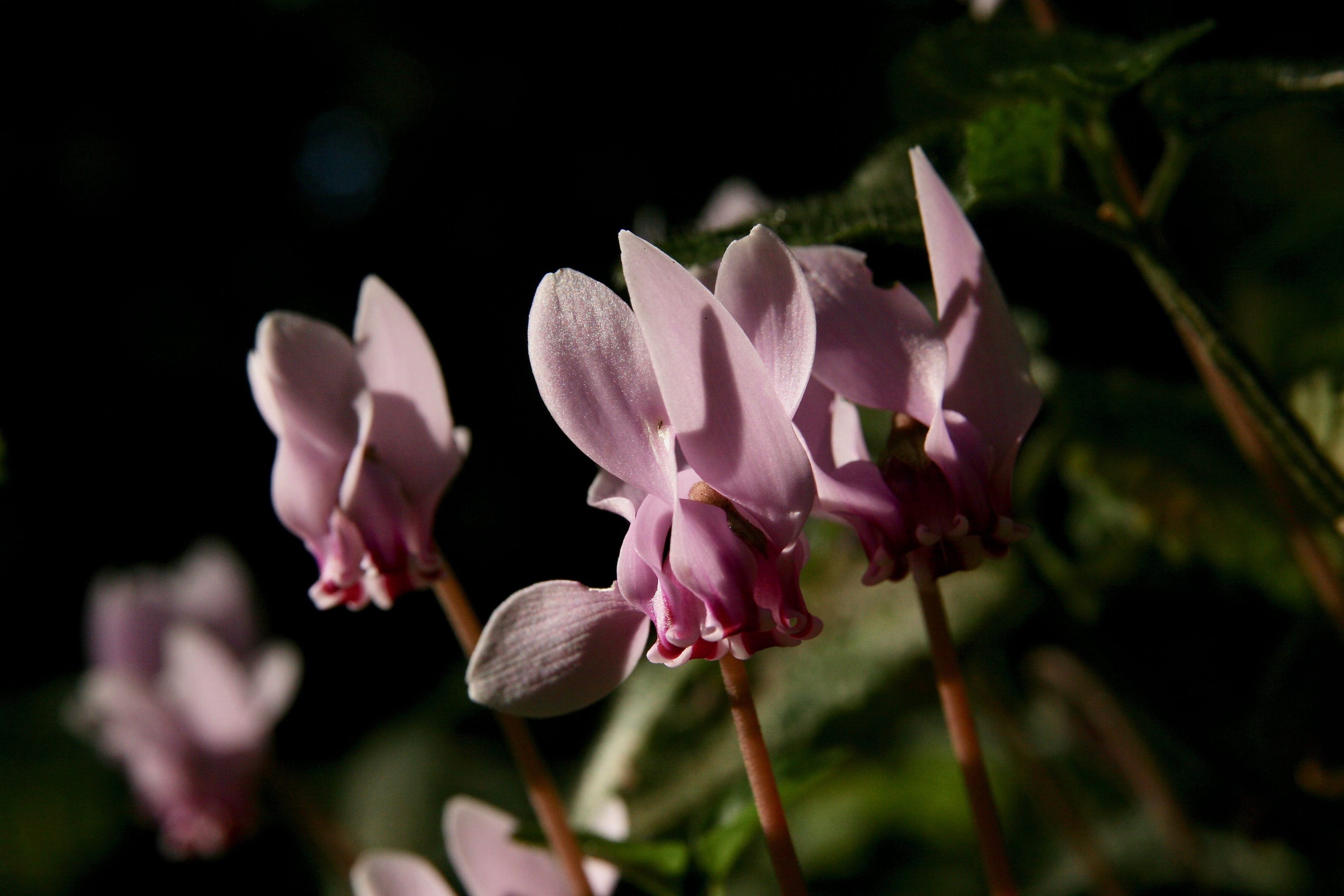 flowering plant, fragility, selective focus, freshness, no people, close-up, plant stem, day, pink color, forest floor, plant, flower head, purple, bloom, HD Wallpaper