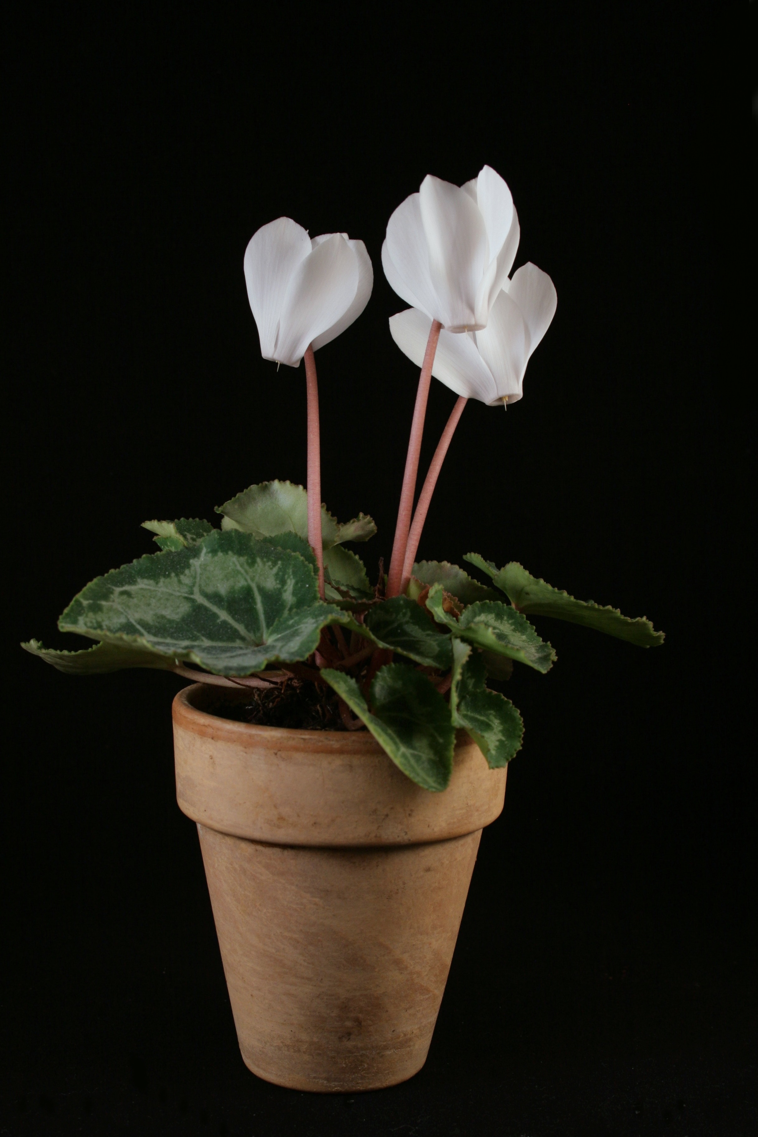 growth, studio shot, flower, beauty in nature, flowers, leaf, vulnerability, cyclamen, inflorescence, nature, 2K, plant, plant part, freshness, no people, Phone HD Wallpaper