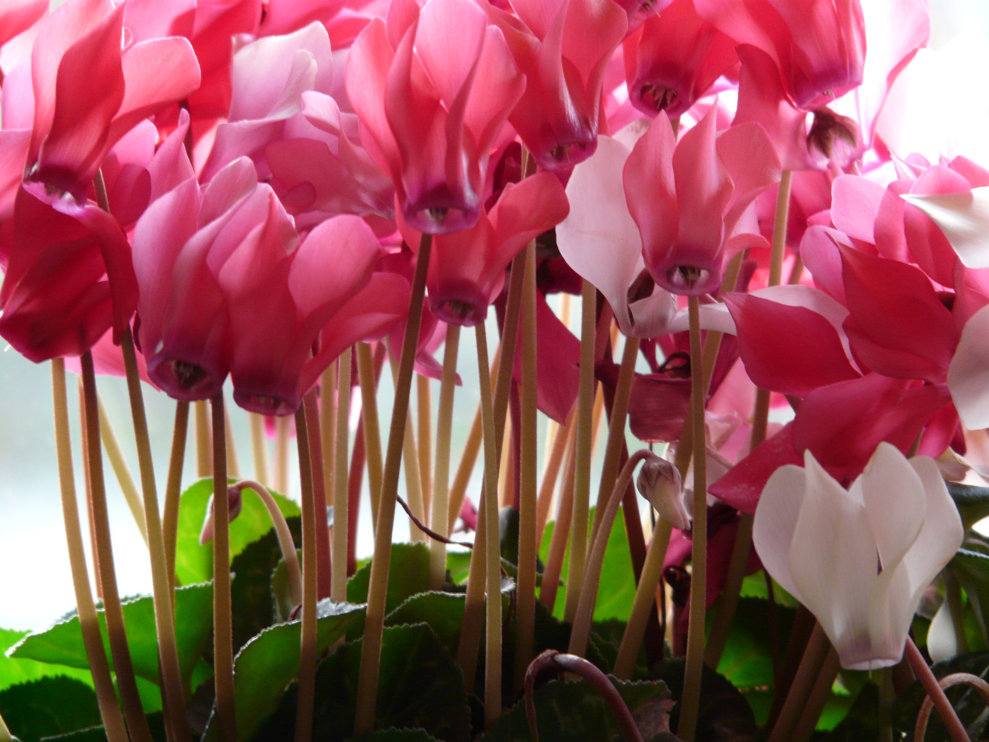 vulnerability, nature, blossom, cyclamen, stalk, plant stem, white, flowering plant, beauty in nature, freshness, inflorescence, petal, bloom, pink, pink color, HD Wallpaper