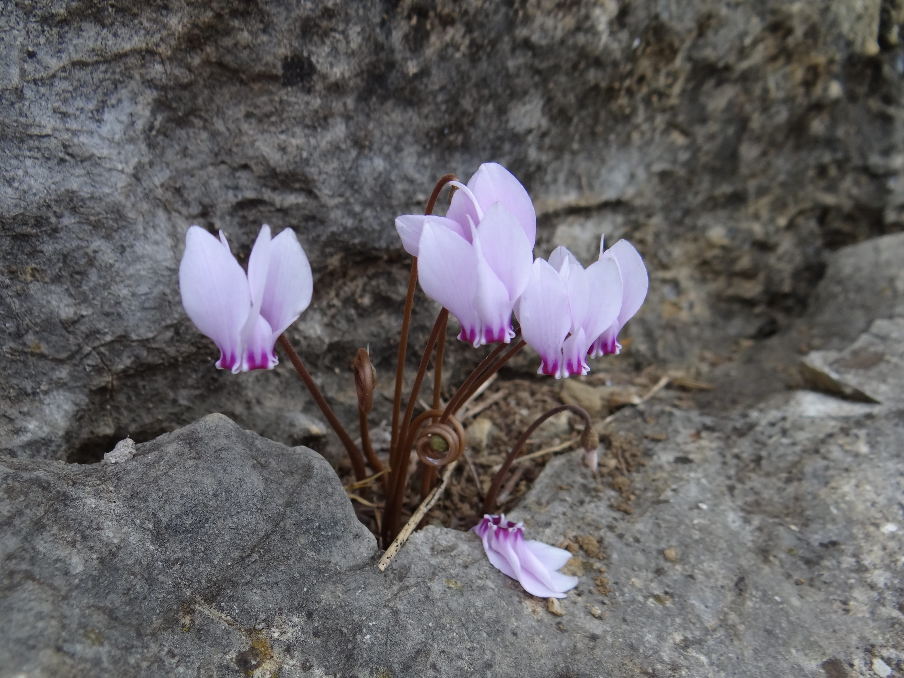 crocus, flowering plant, petal, pink color, inflorescence, nature, close-up, beauty in nature, purple, Plant, flower, freshness, no people, Flowers, land, HD Wallpaper