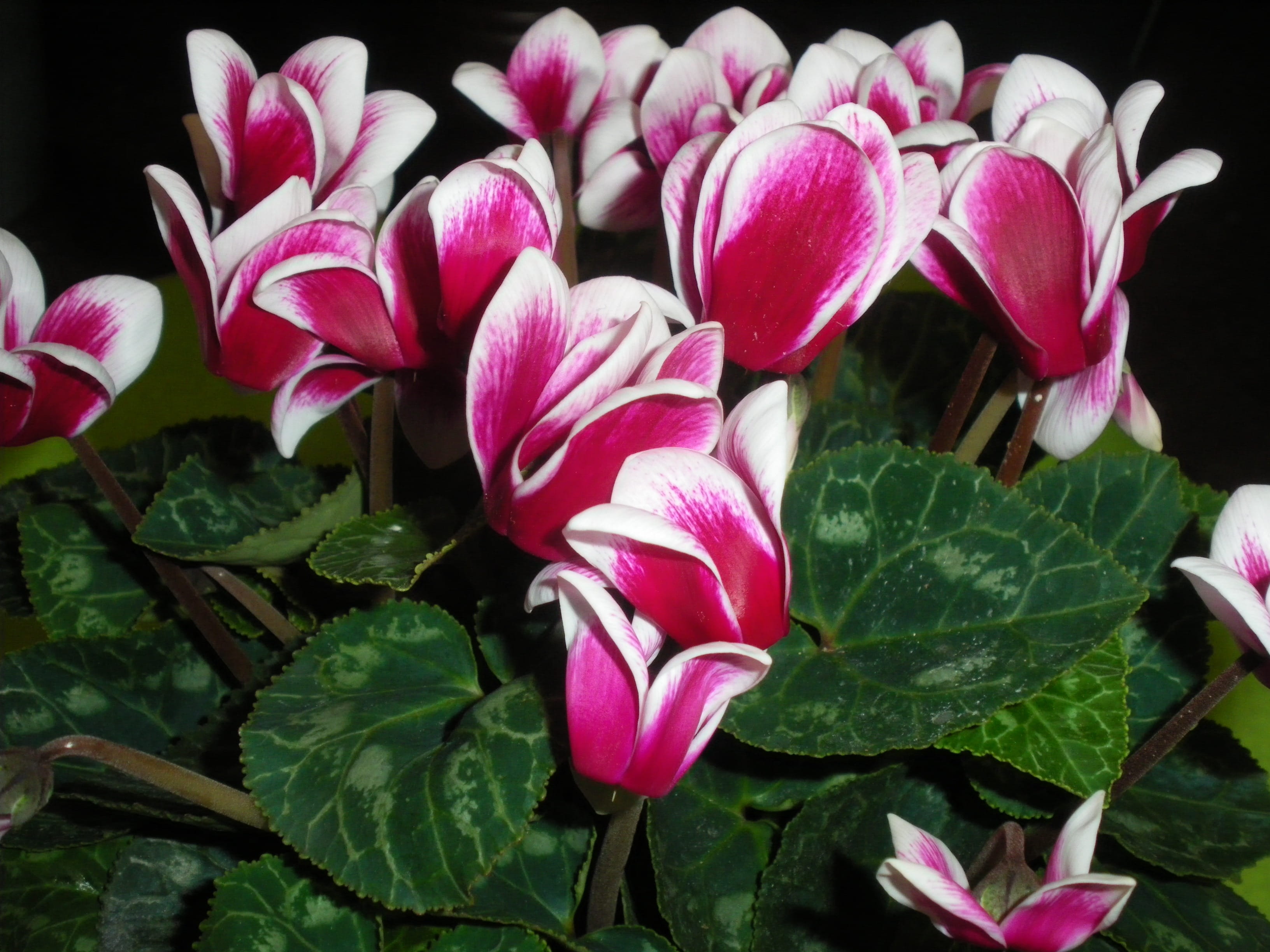 plant part, flower head, inflorescence, Plant, 2K, green color, leaf, vulnerability, pink color, outdoors, nature, bloom, flowering plant, Cyclamen, petal, HD Wallpaper