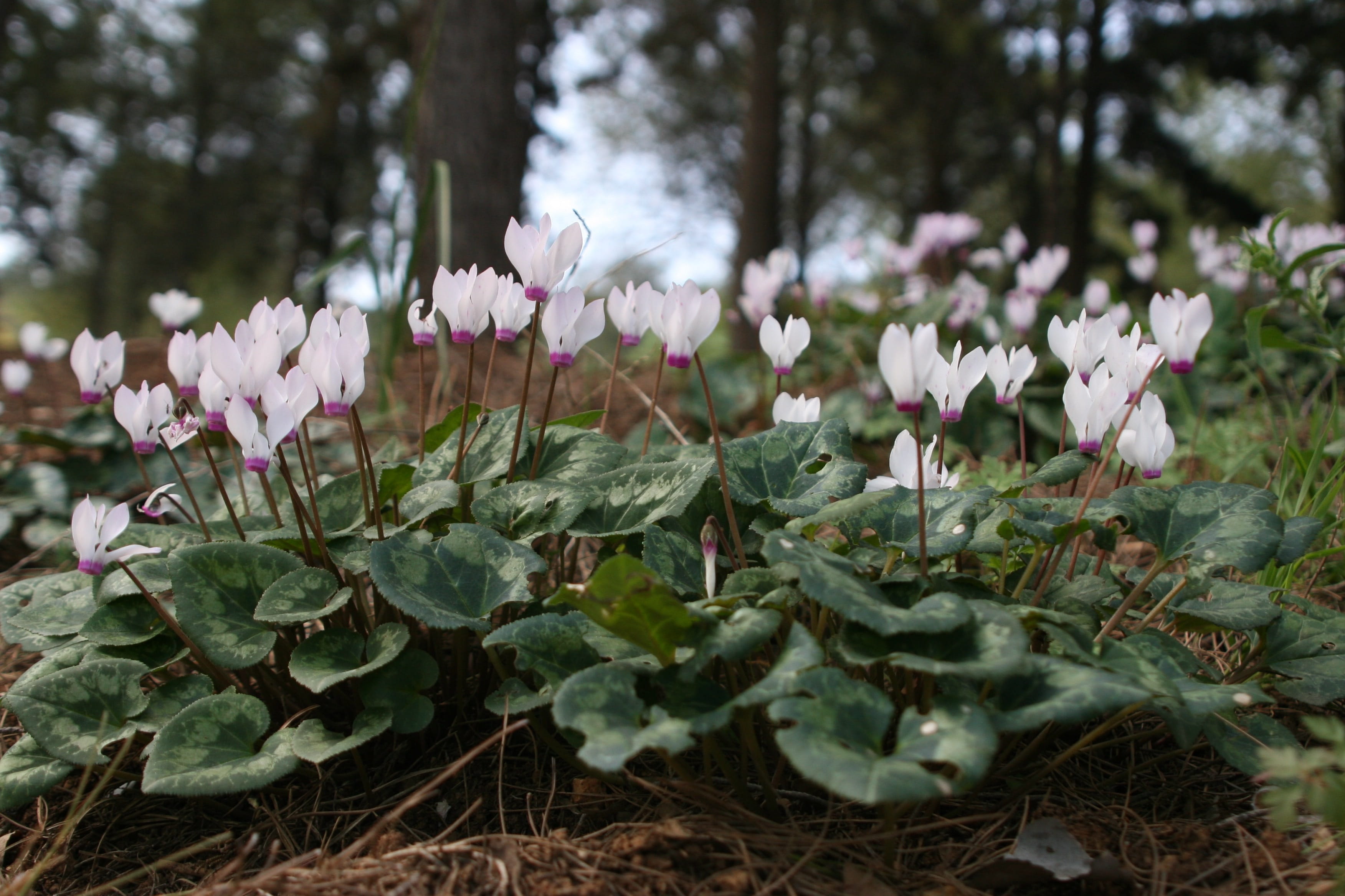 land, macro, plant part, flower head, beauty In Nature, israel, vulnerability, group, pink color, freshness, Cyclamen, outdoor, 2K, Petal, outdoors, close-up, HD Wallpaper