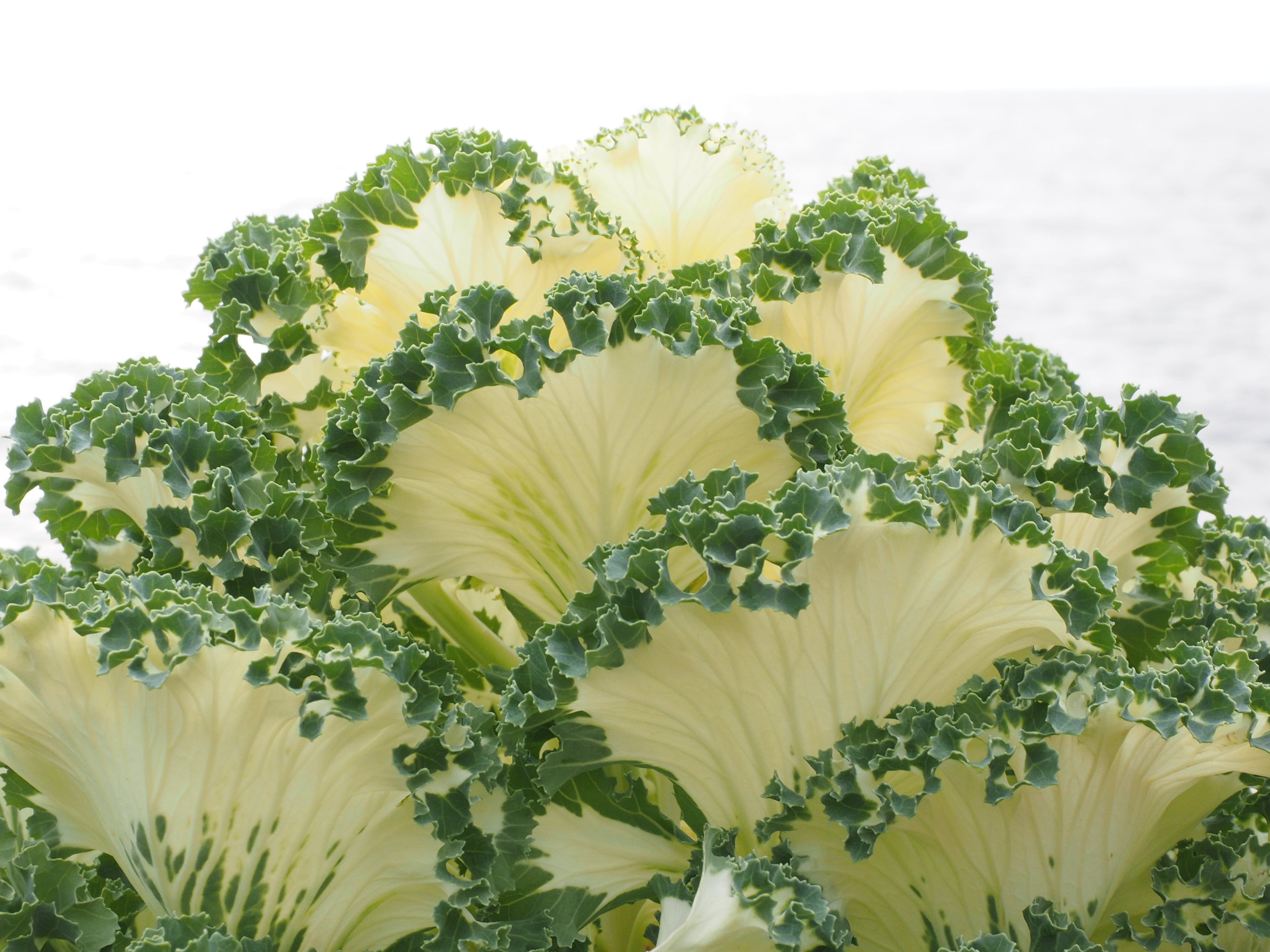 flowering plant, krausblättrig, kohl, cabbage green, beige, bunch of flowers, outdoors, nature, green color, fractal, plant part, brassica oleracea var, HD Wallpaper