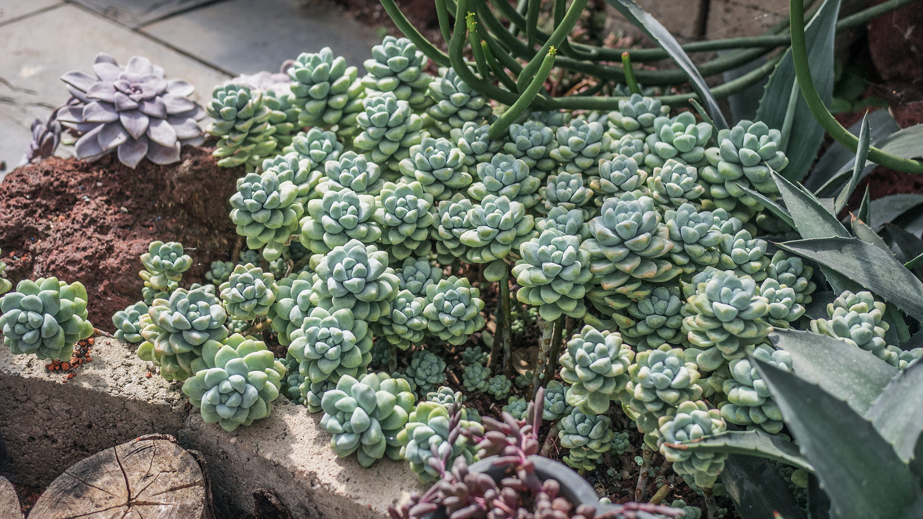 vegetable, grapes, root, green color, plant, cactus, cauliflower, day, flower, bud, broccoli, leaf, papaya, nature, fisheye, cabbage, artichoke, growth, HD Wallpaper