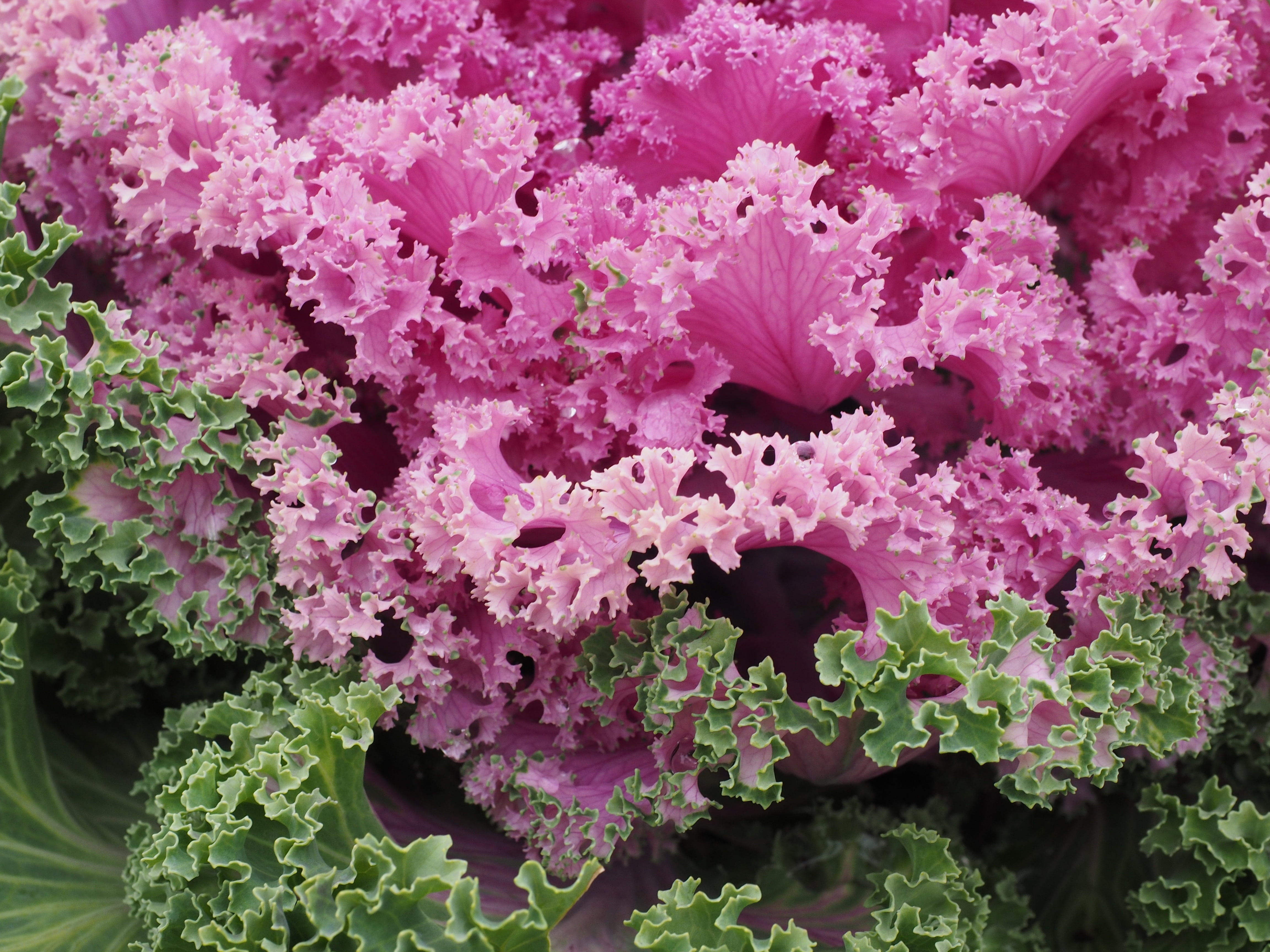 rosette, outdoors, inflorescence, vulnerability, 4K, krausblättrig, petal, plant, brassica, freshness, flower head, pink color, leaves, brassica oleracea var, HD Wallpaper