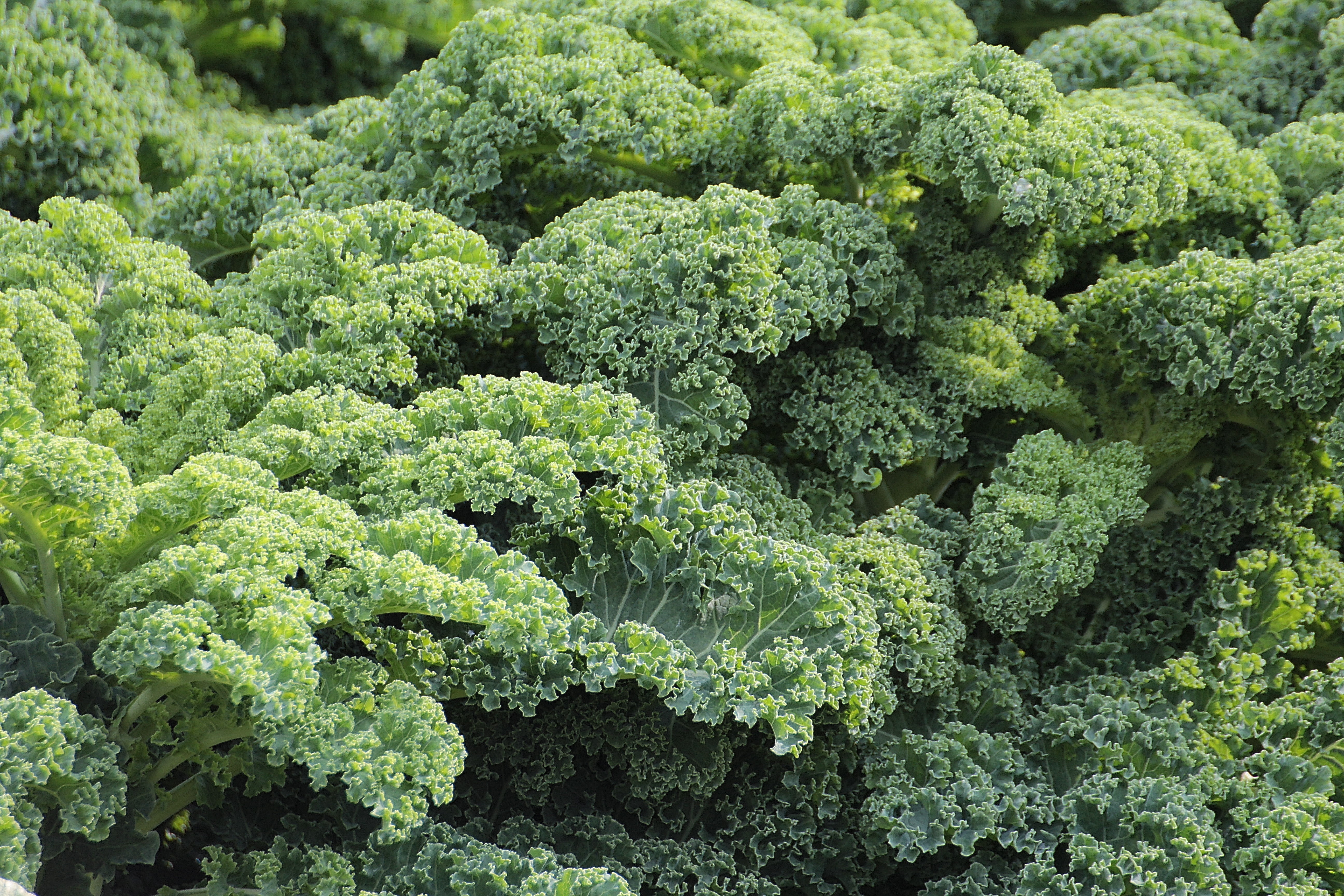 vegetables, vegetarian food, organic, green, food and drink, plant part, delicious, cruciferous plant, abundance, kale, kohl, backgrounds, sabellica l, HD Wallpaper
