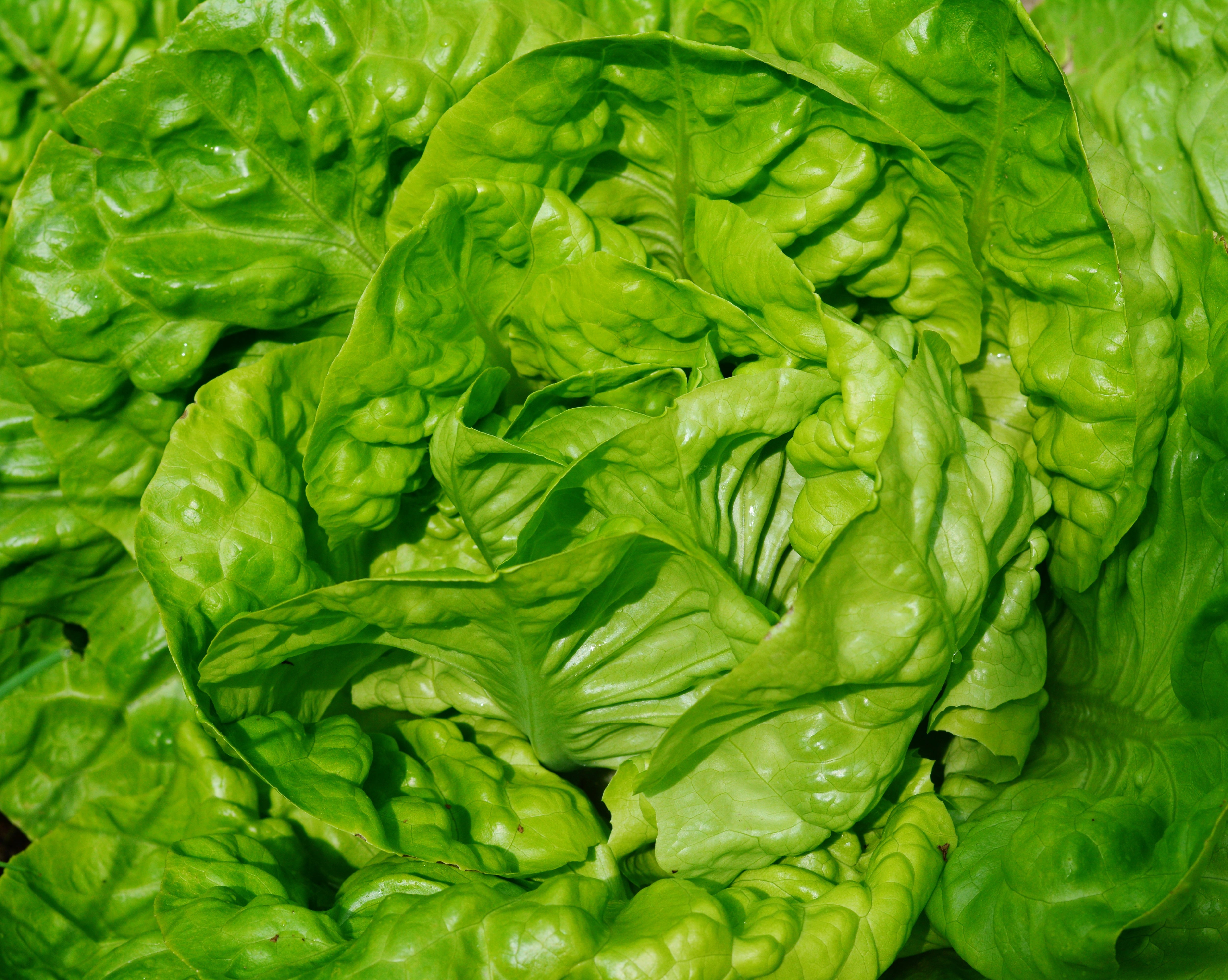 nature, plant part, chinese, backgrounds, healthy Eating, raw Food, organic, cabbage, leaves, food, salad, green Color, leaf, no people, vegetarian Food, HD Wallpaper