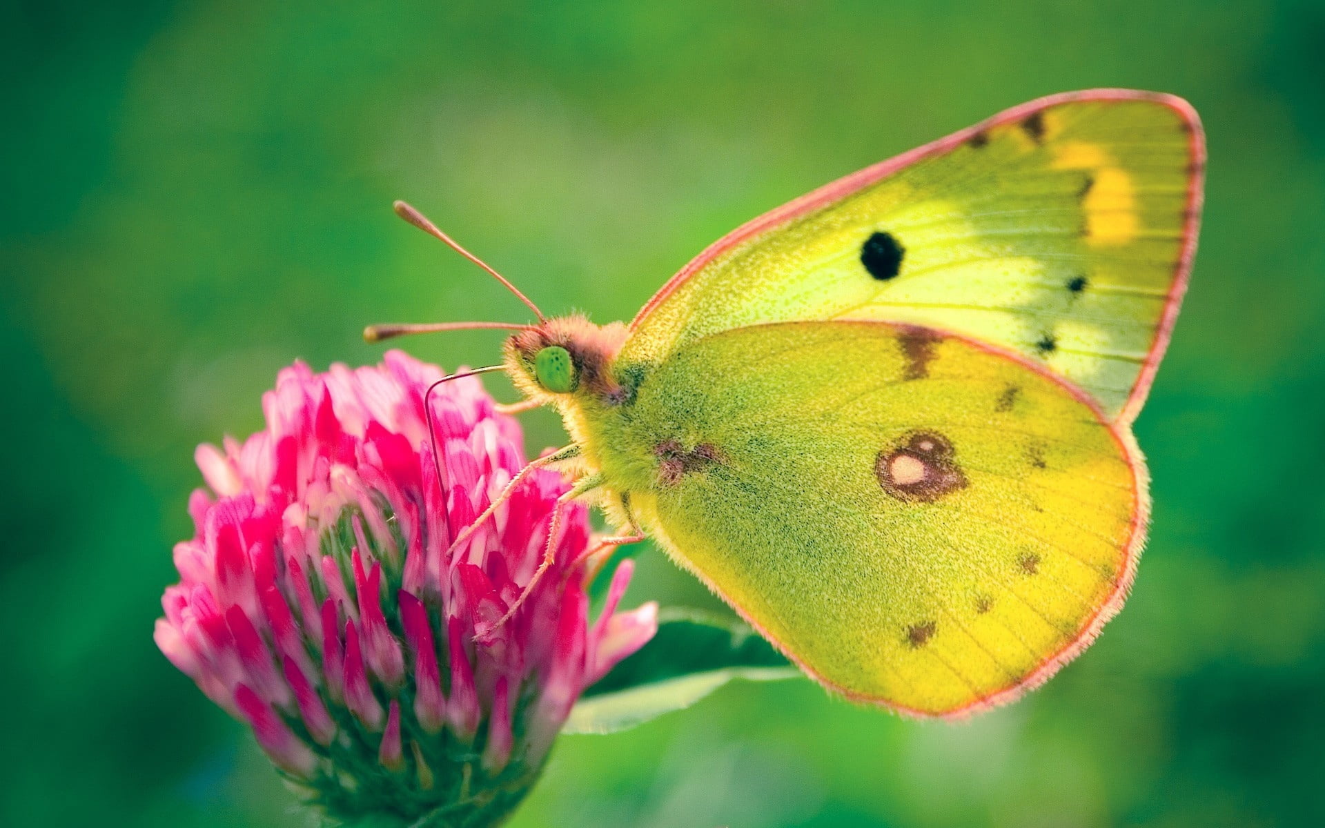 pollination, beauty In Nature, butterfly - Insect, fragility, color Image, butterfly, one animal, springtime, plant, nature, invertebrate, animal themes, HD Wallpaper