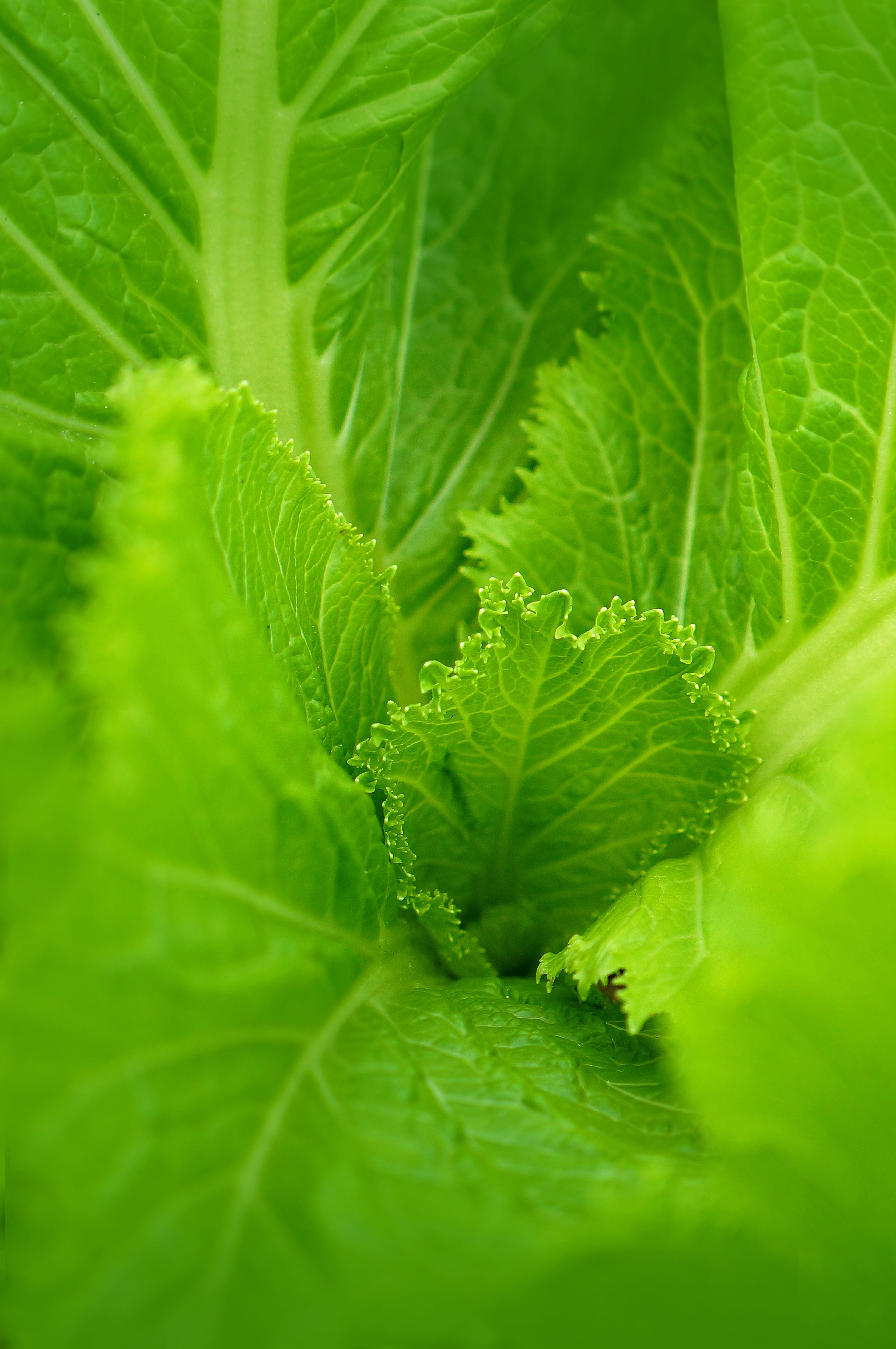 no people, growth, extreme close-up, 4K, food and drink, plant part, gardening, outdoors, food, nature, healthy eating, plant, vegetable, beauty in nature, Phone HD Wallpaper