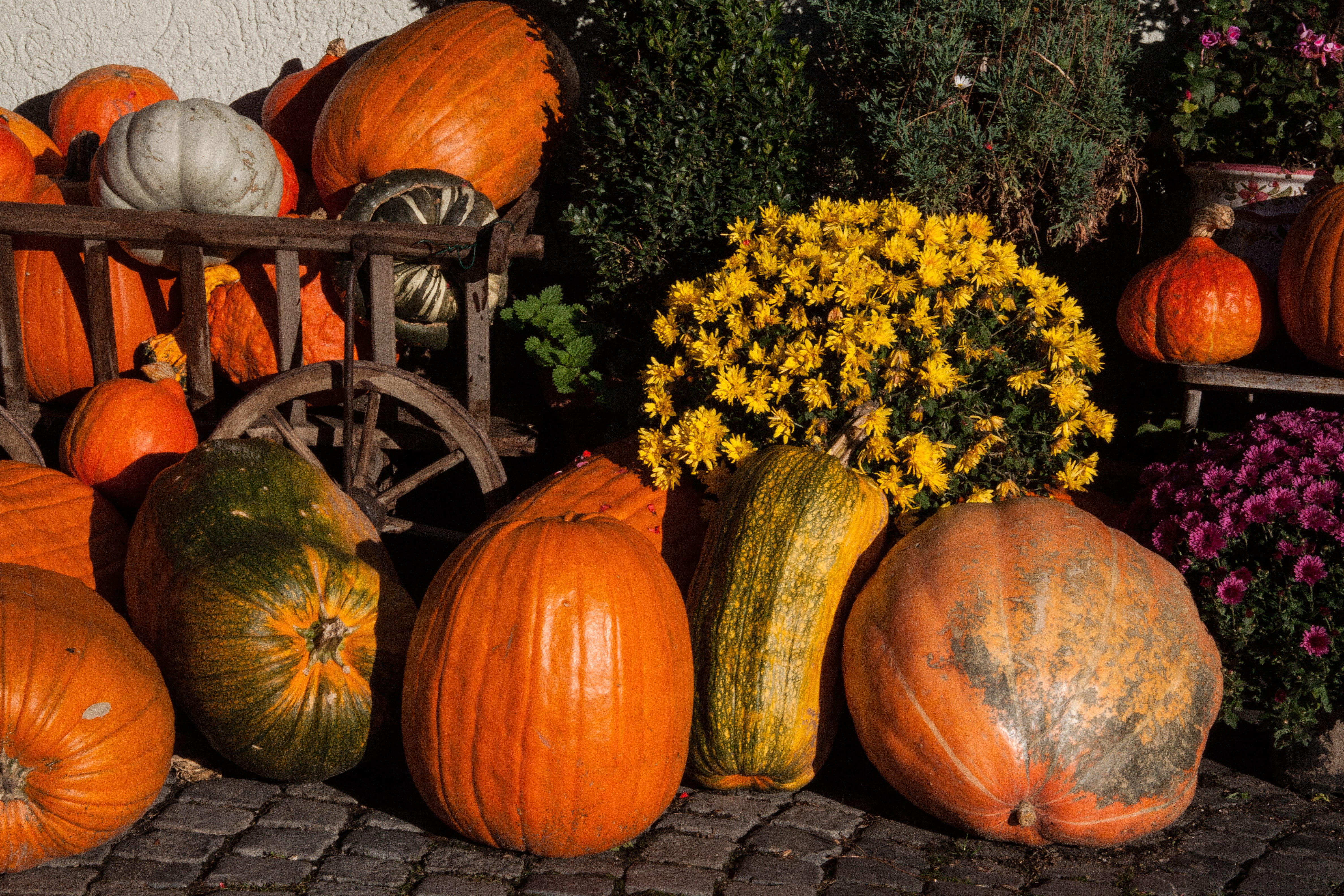 autumn, flowers, field, outdoors, with pumpkin, cart, crossing zucchini, green, celebration, vegetables, orange color, fruit, beautification, cultivation, HD Wallpaper
