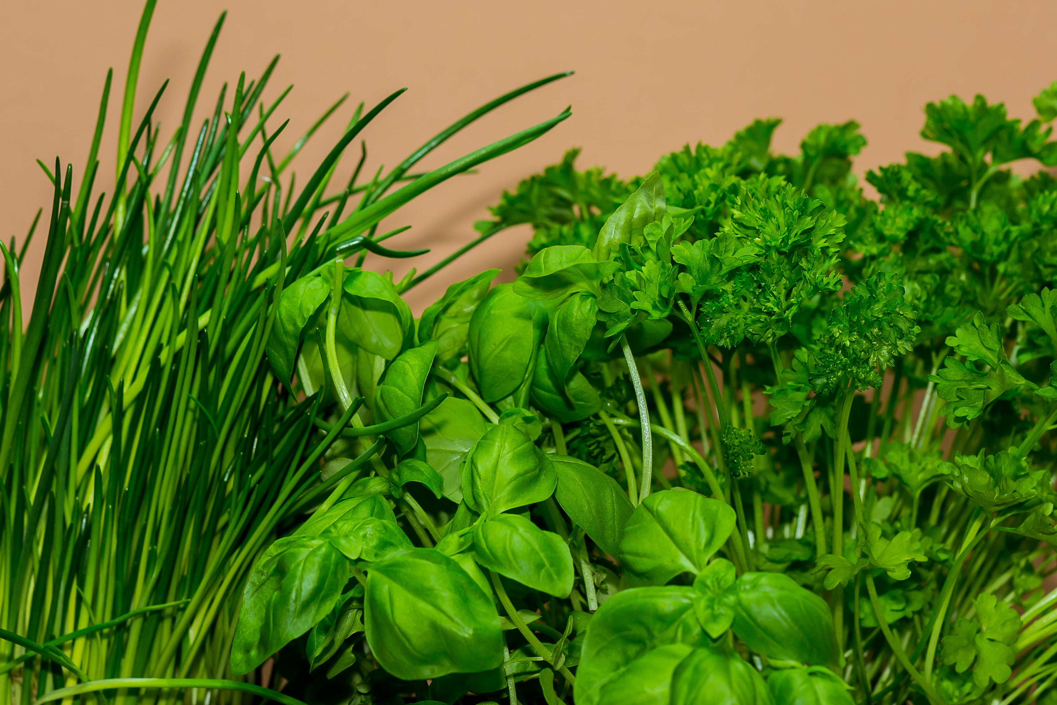 food and drink, leaf, lush foliage, Chives, outdoors, freshness, vulnerability, beige, wall, land, Cook, parsley, plant part, basil, culinary herbs, Culinary, HD Wallpaper